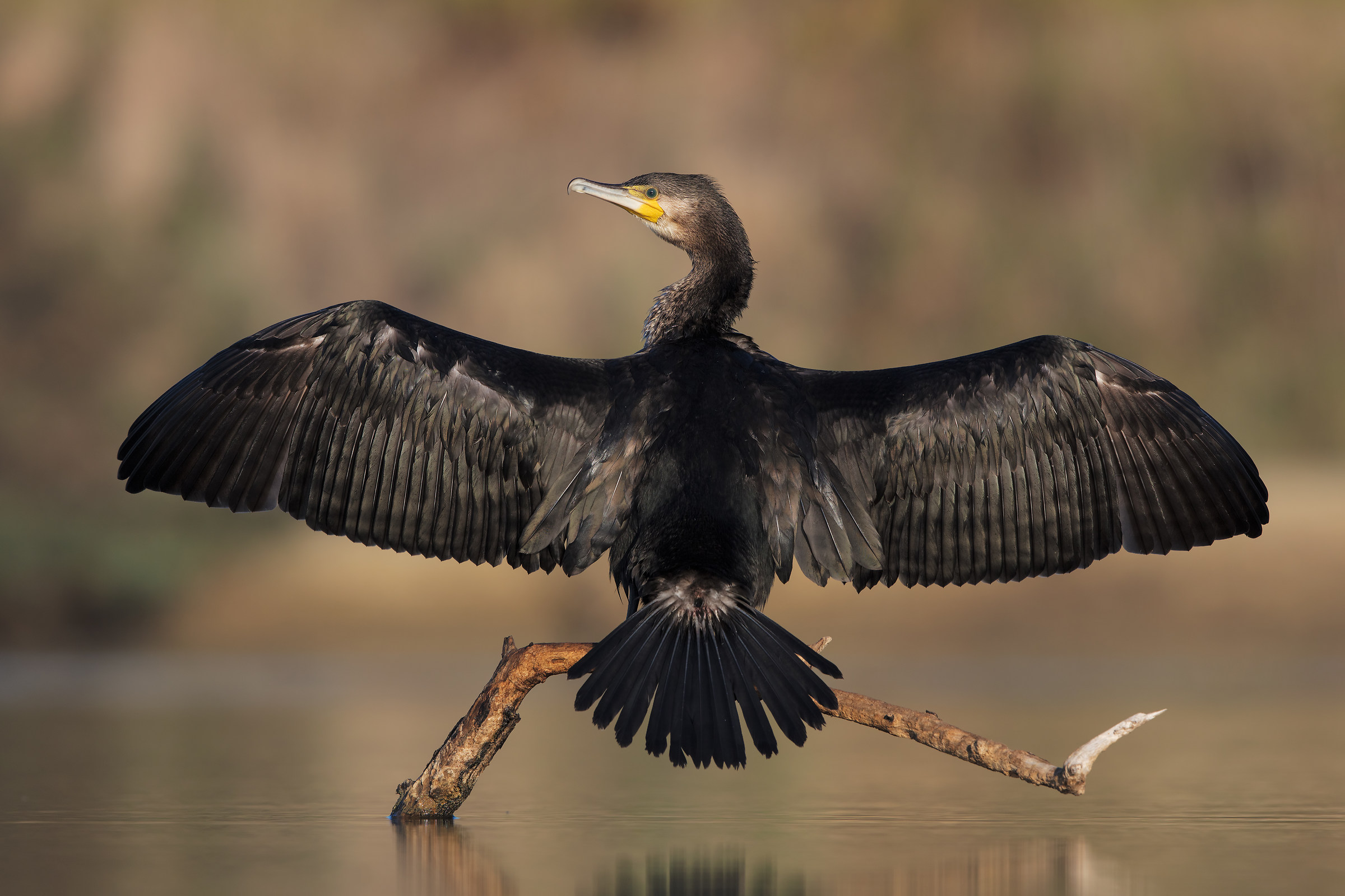 Cormorano ( 6000 px )