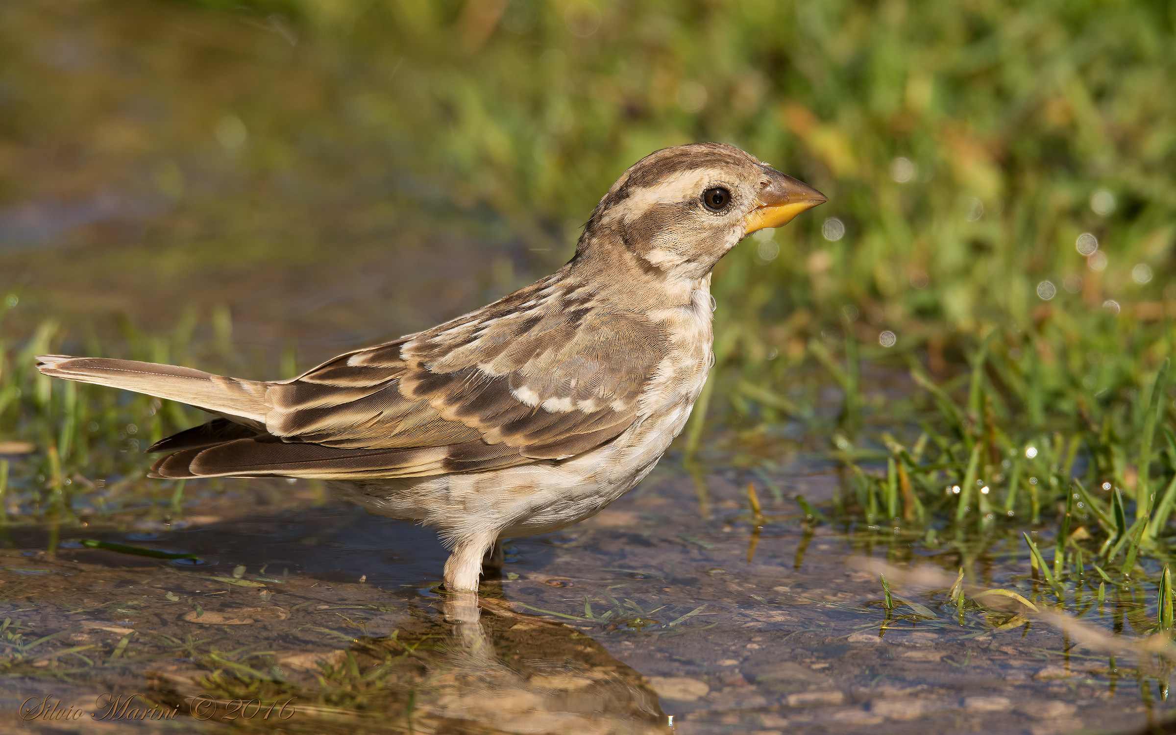 Passera lagia (Petronia petronia)