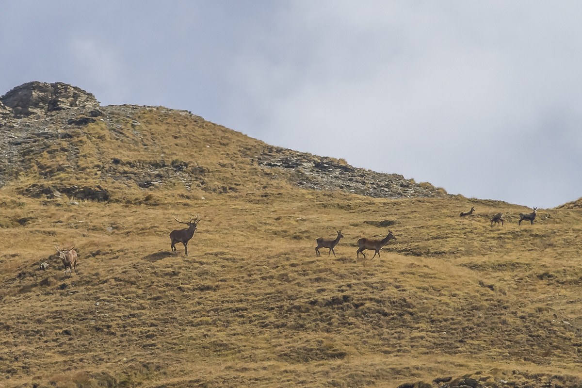 And chamois are watching