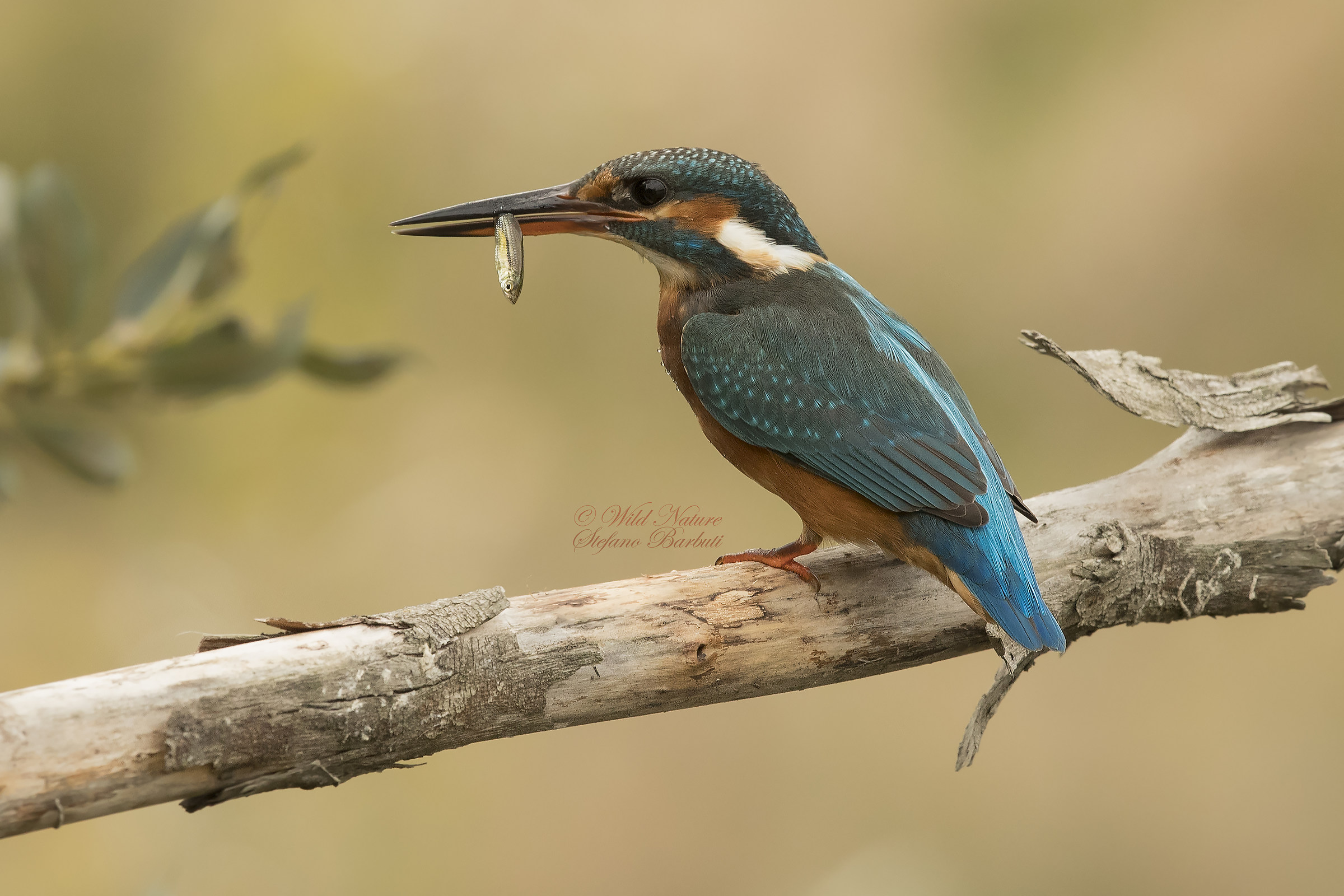 Antipastino per la Signora....