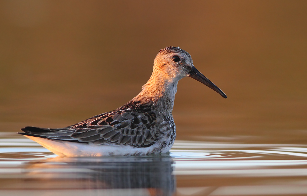 dunlin
