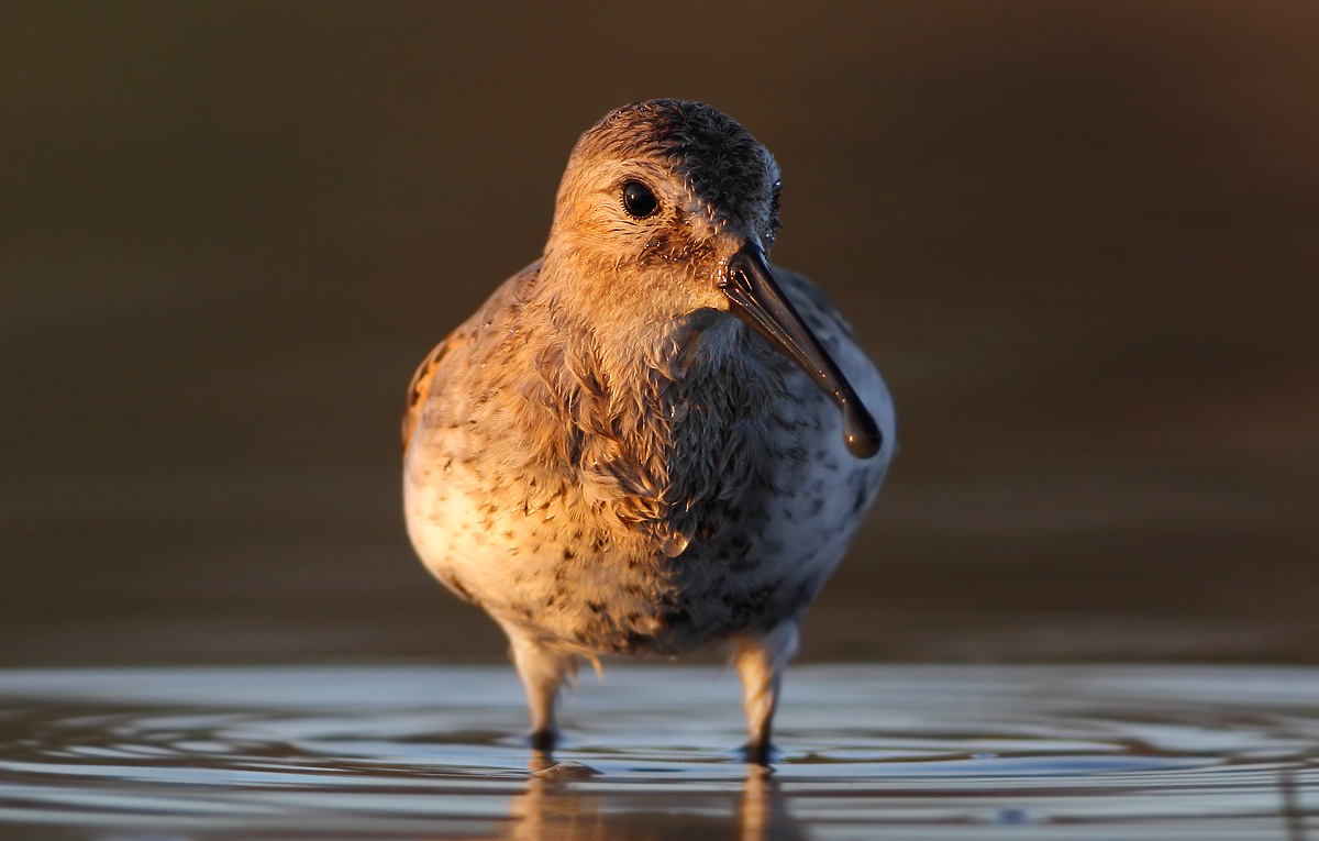 dunlin