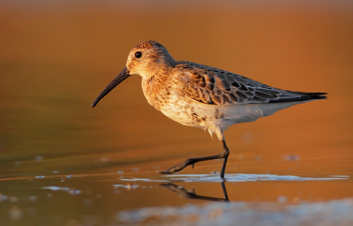 dunlin