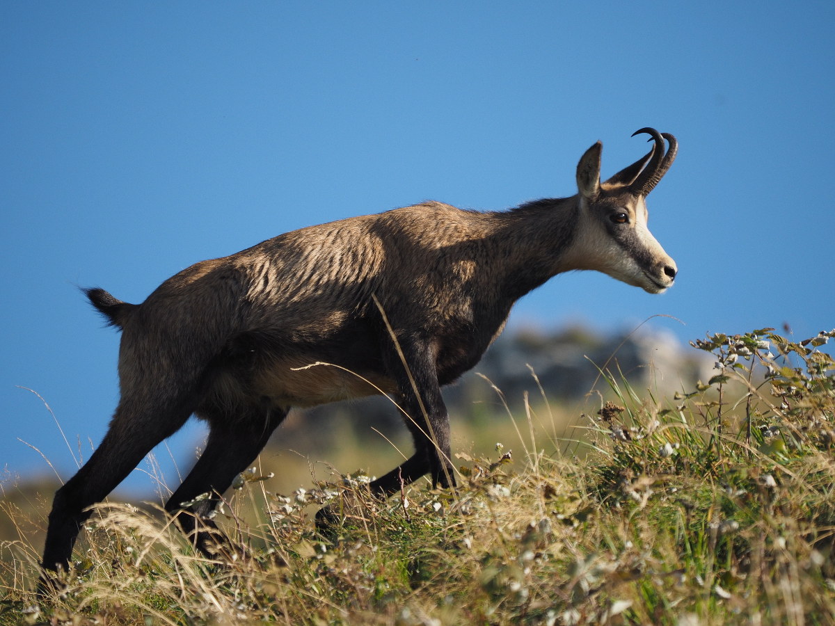Puff Puff !!! Sooner or later I'll find a nice girl !!!