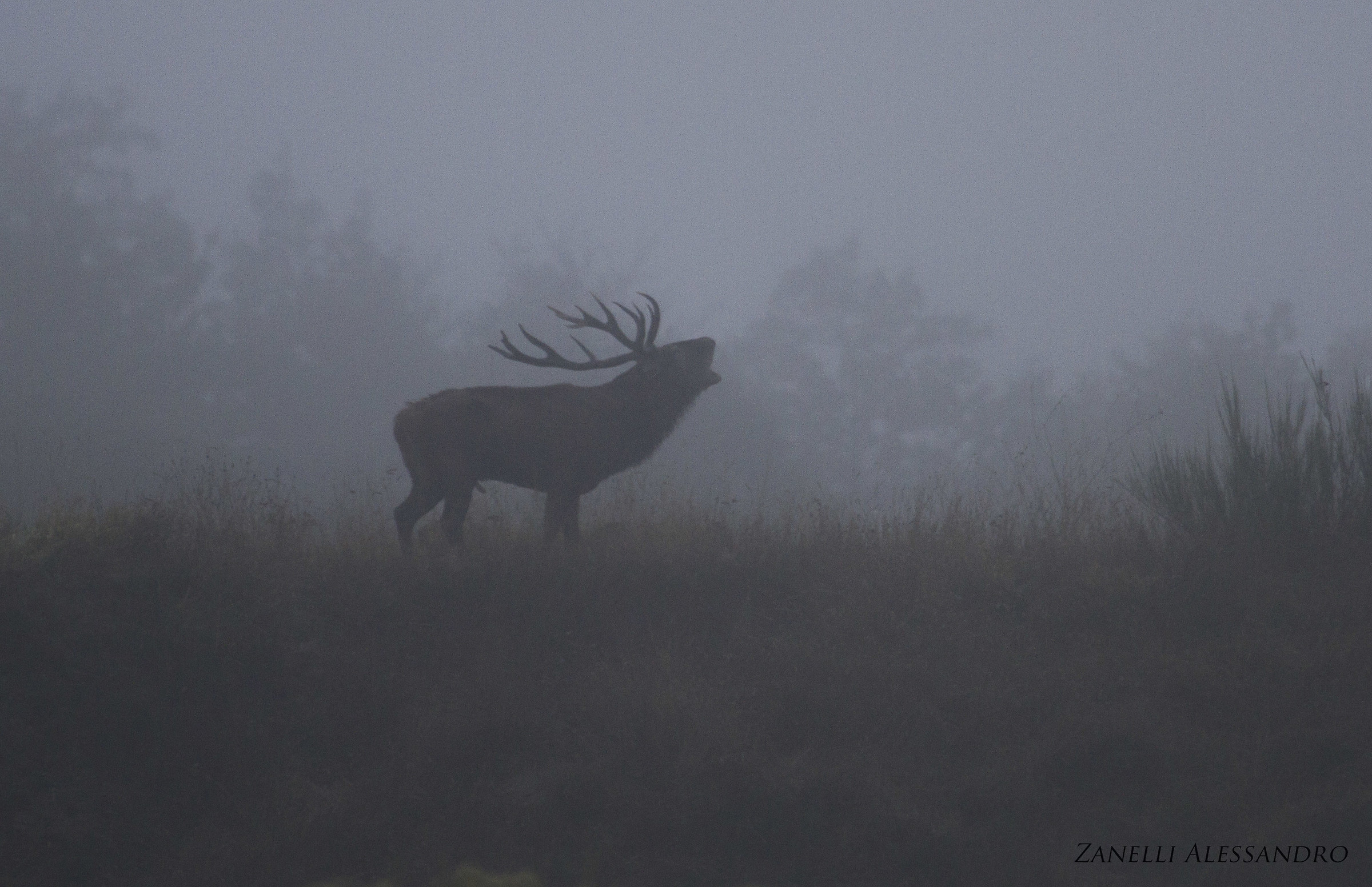 Nebbia tanta acqua e il bramito che rompe il silenzio