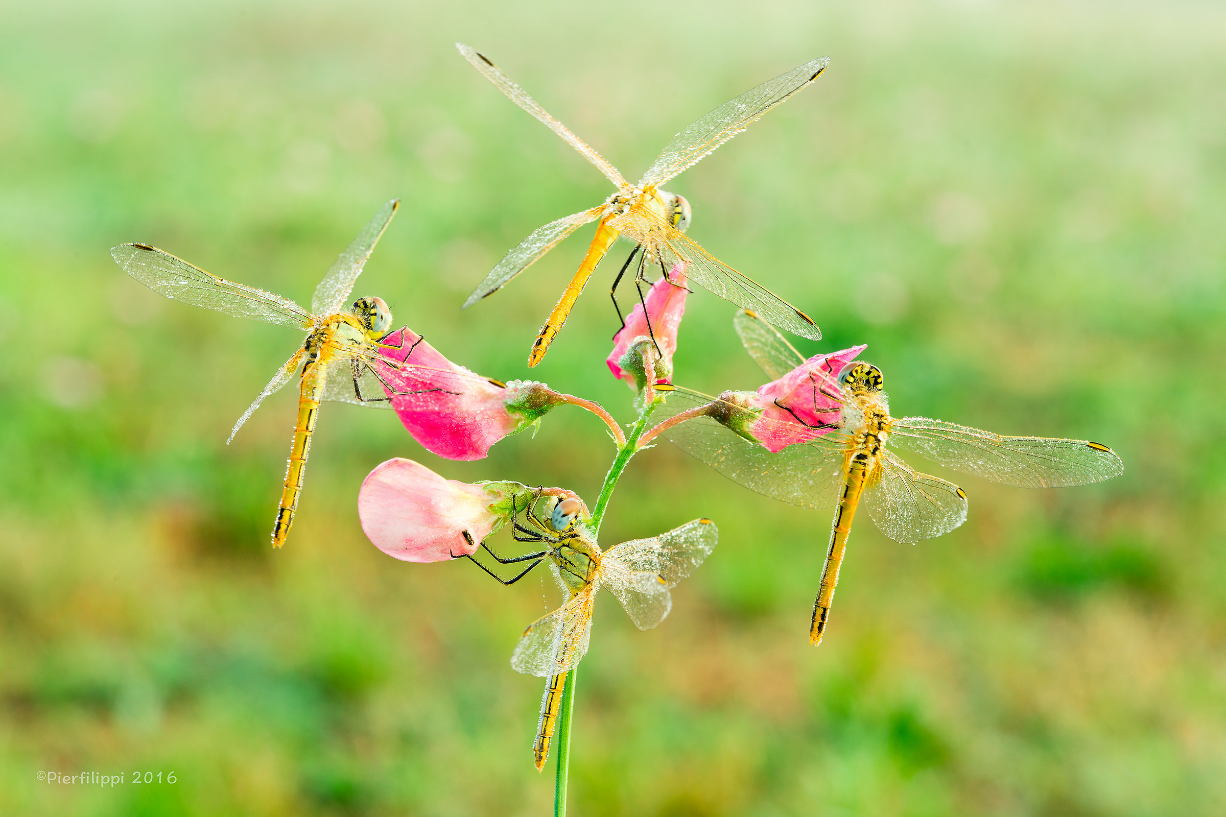 I quattro moschettieri..