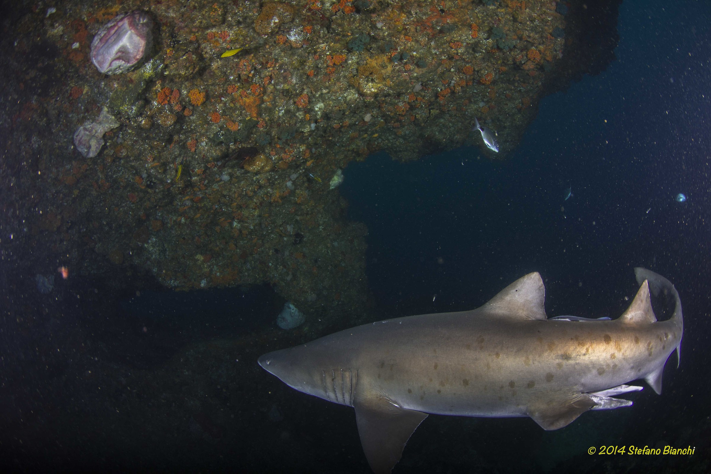 Squalo Toro - Sud Africa