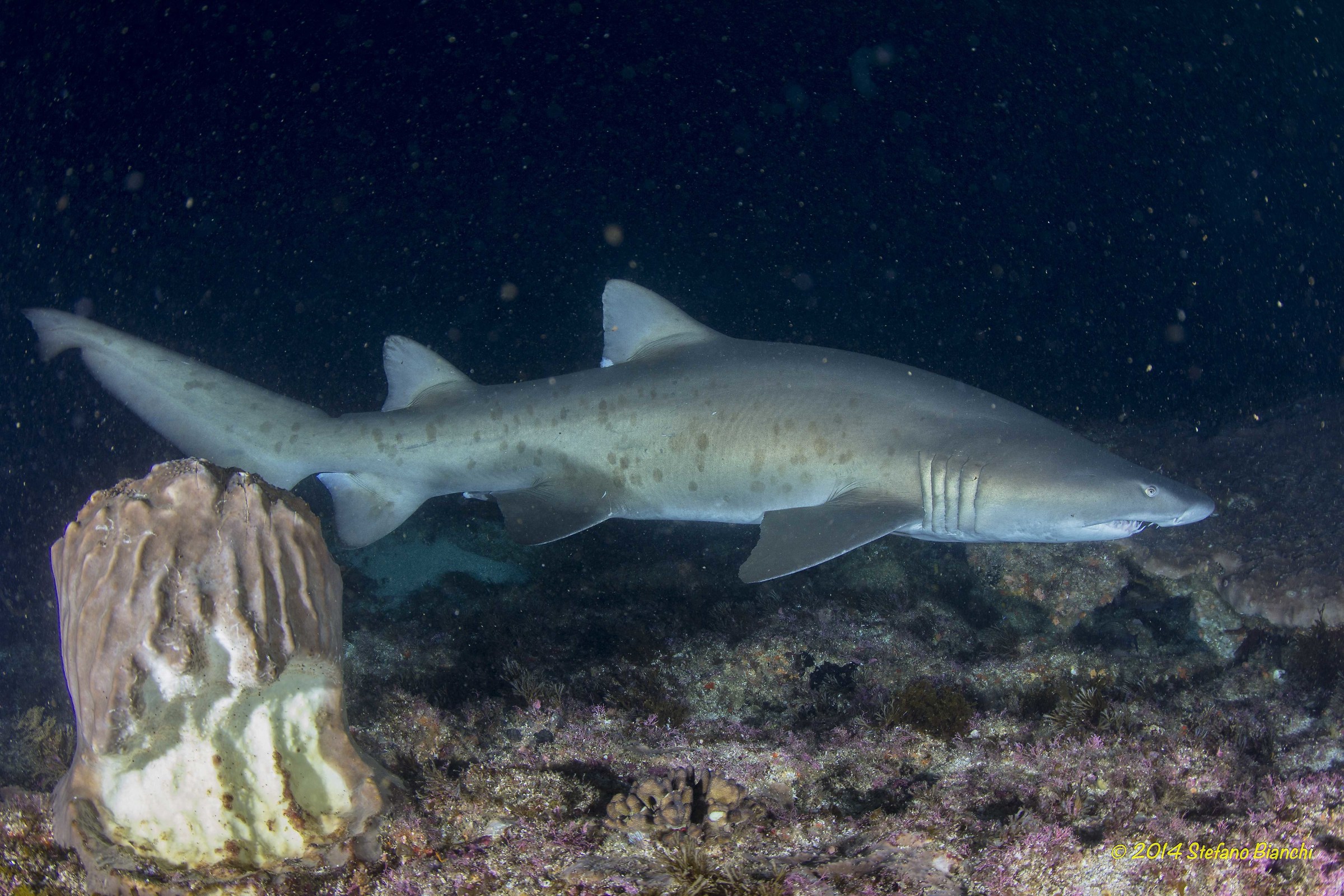 Squalo Toro - Sud Africa