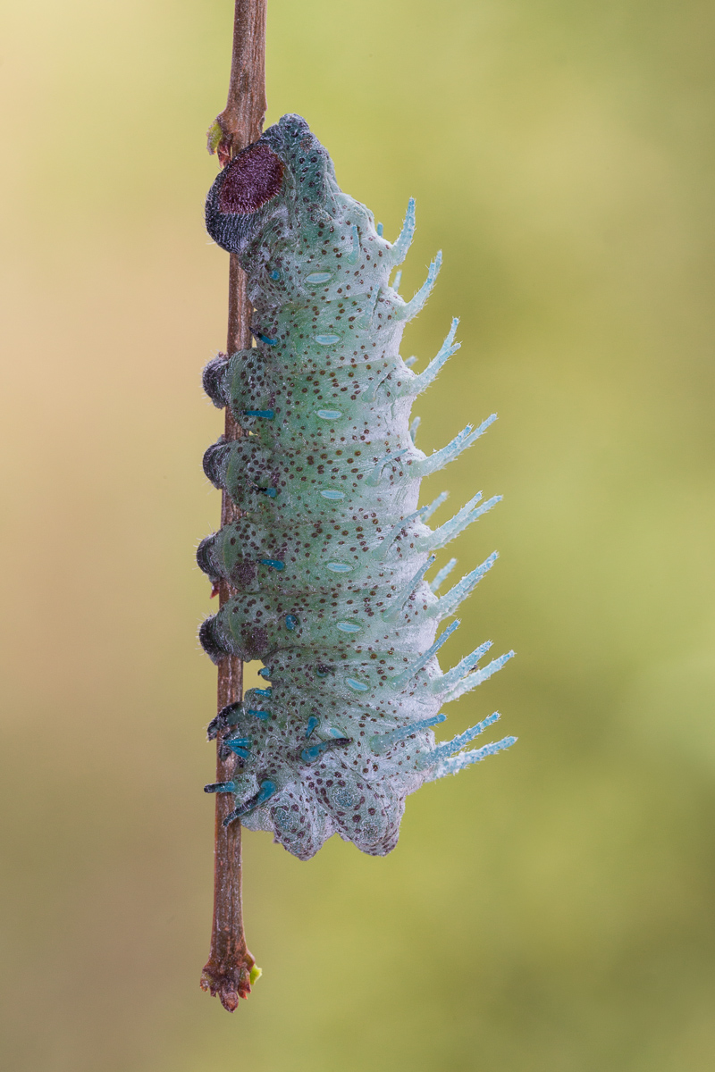 Cobra moth (Attacus atlas) - caterpillar on the fifth stage