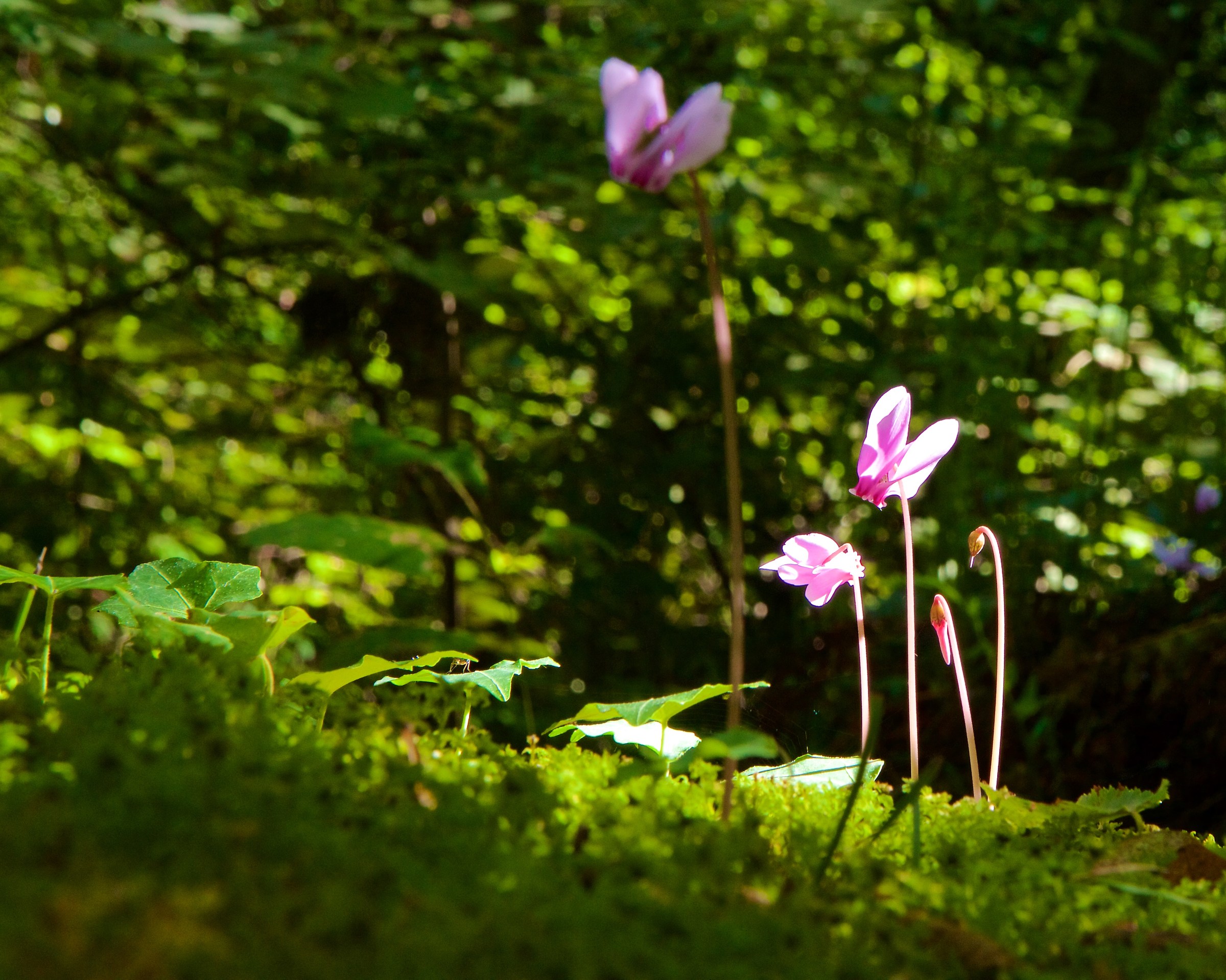 profumato raggio di sole