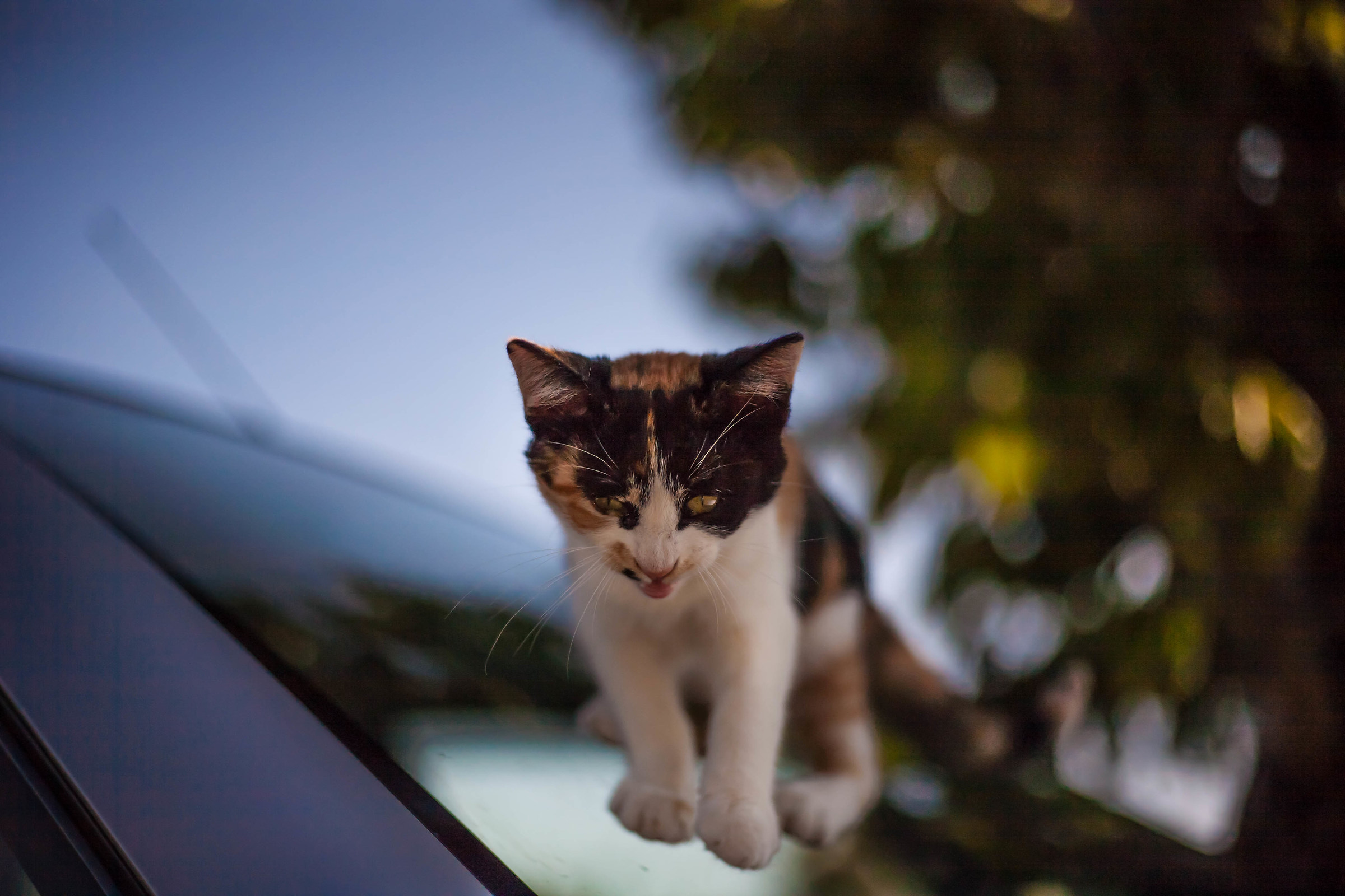 Cat on glass