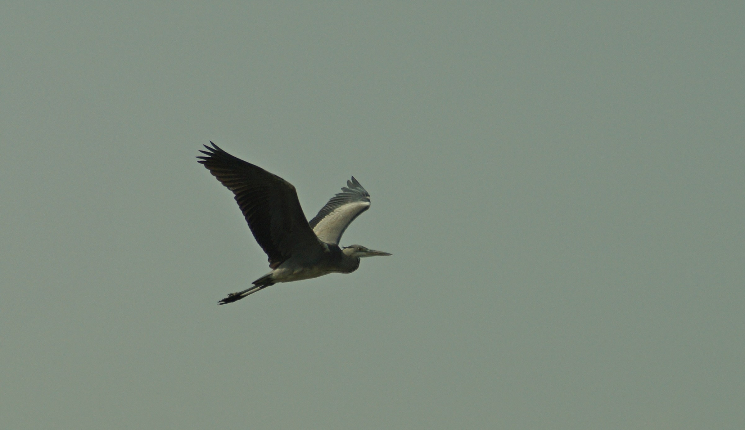 Airone Cenerino