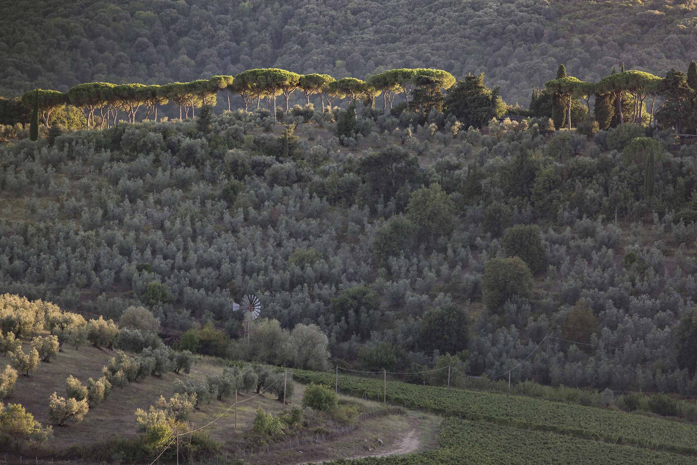 the rotone-motepergoli