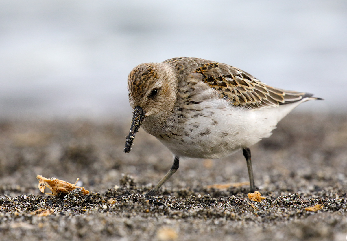 Calidris alpina - Dunlin