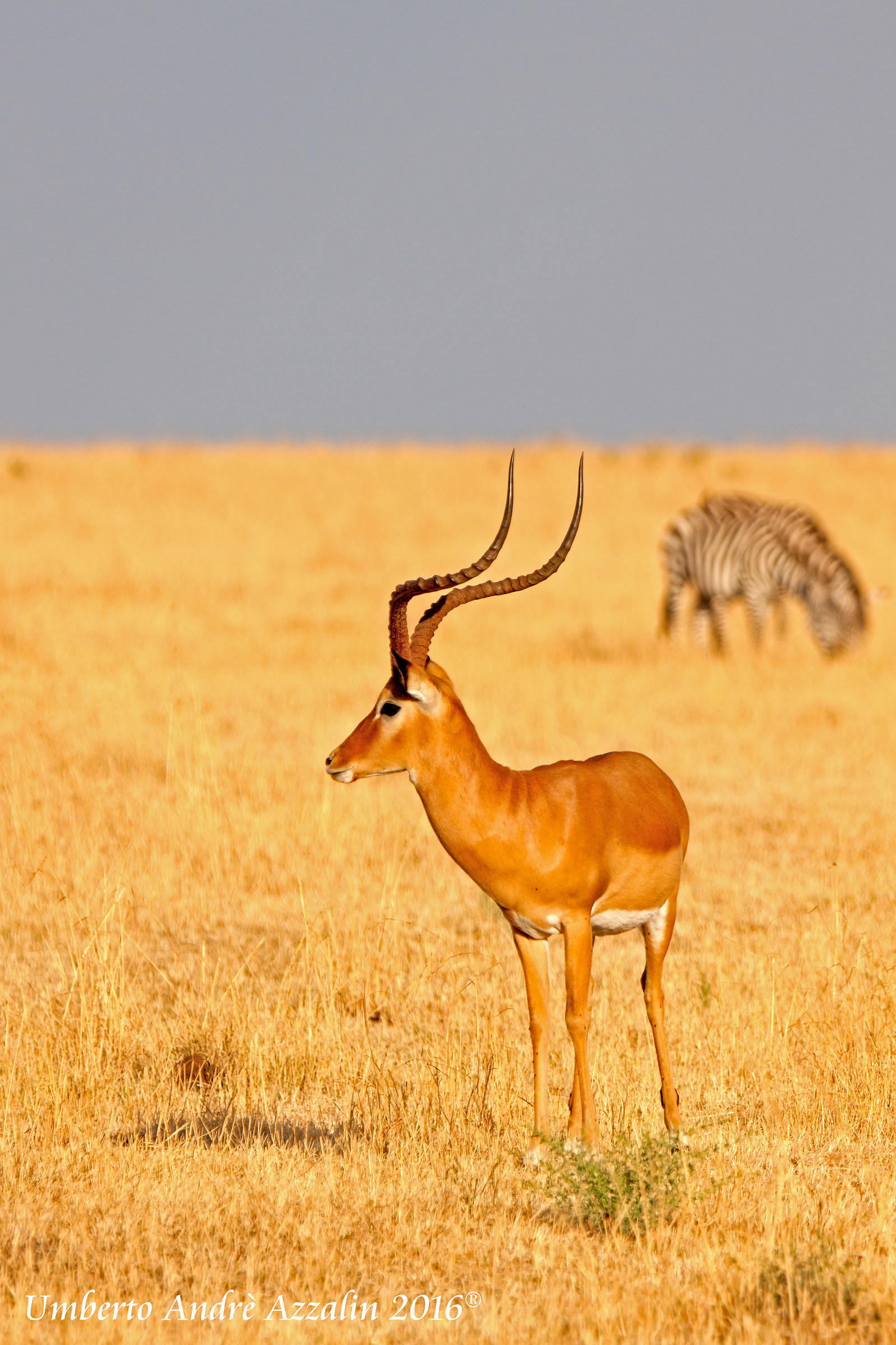 Semplicemente Impala