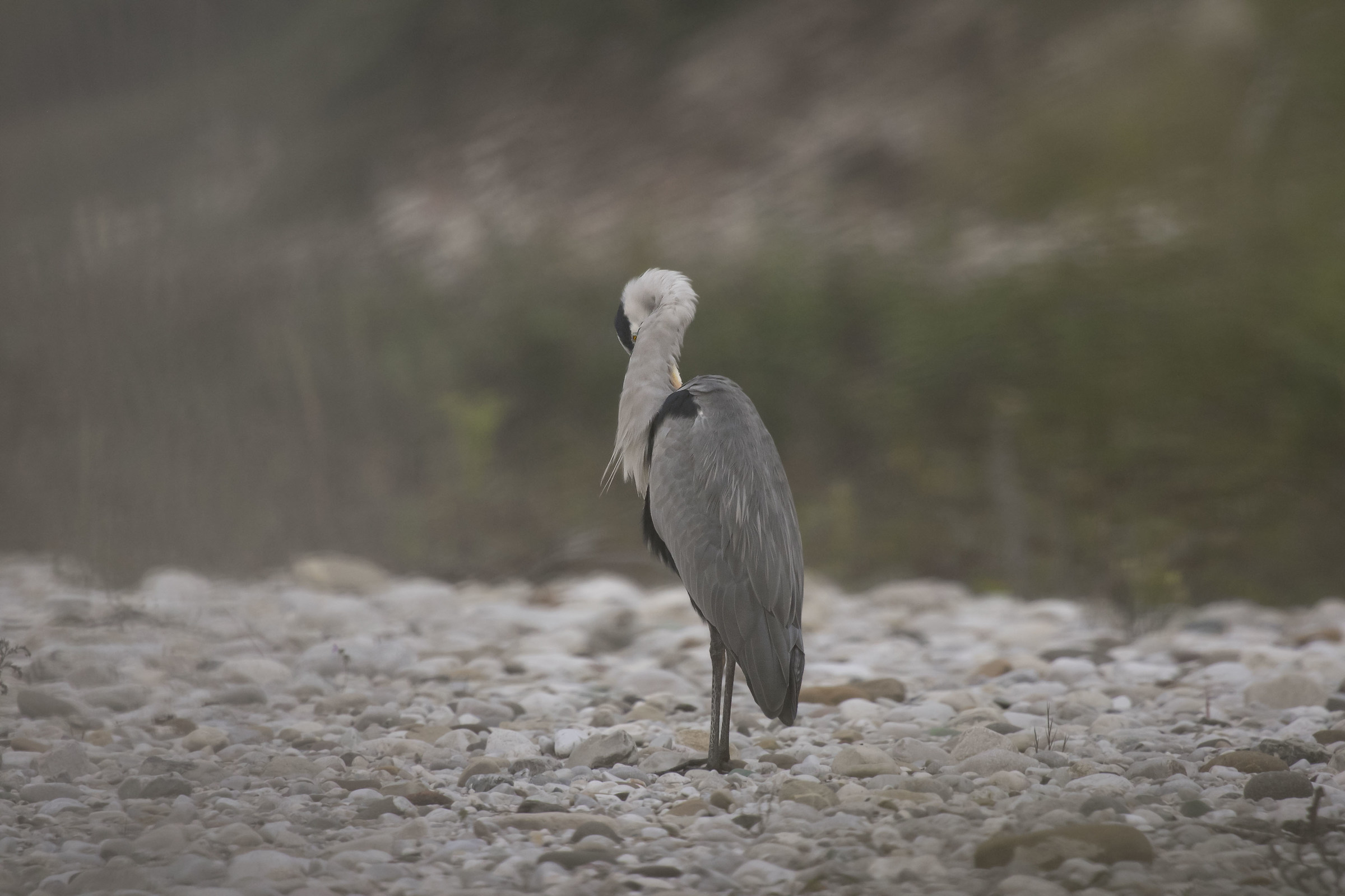 do not make me the photo you are shy