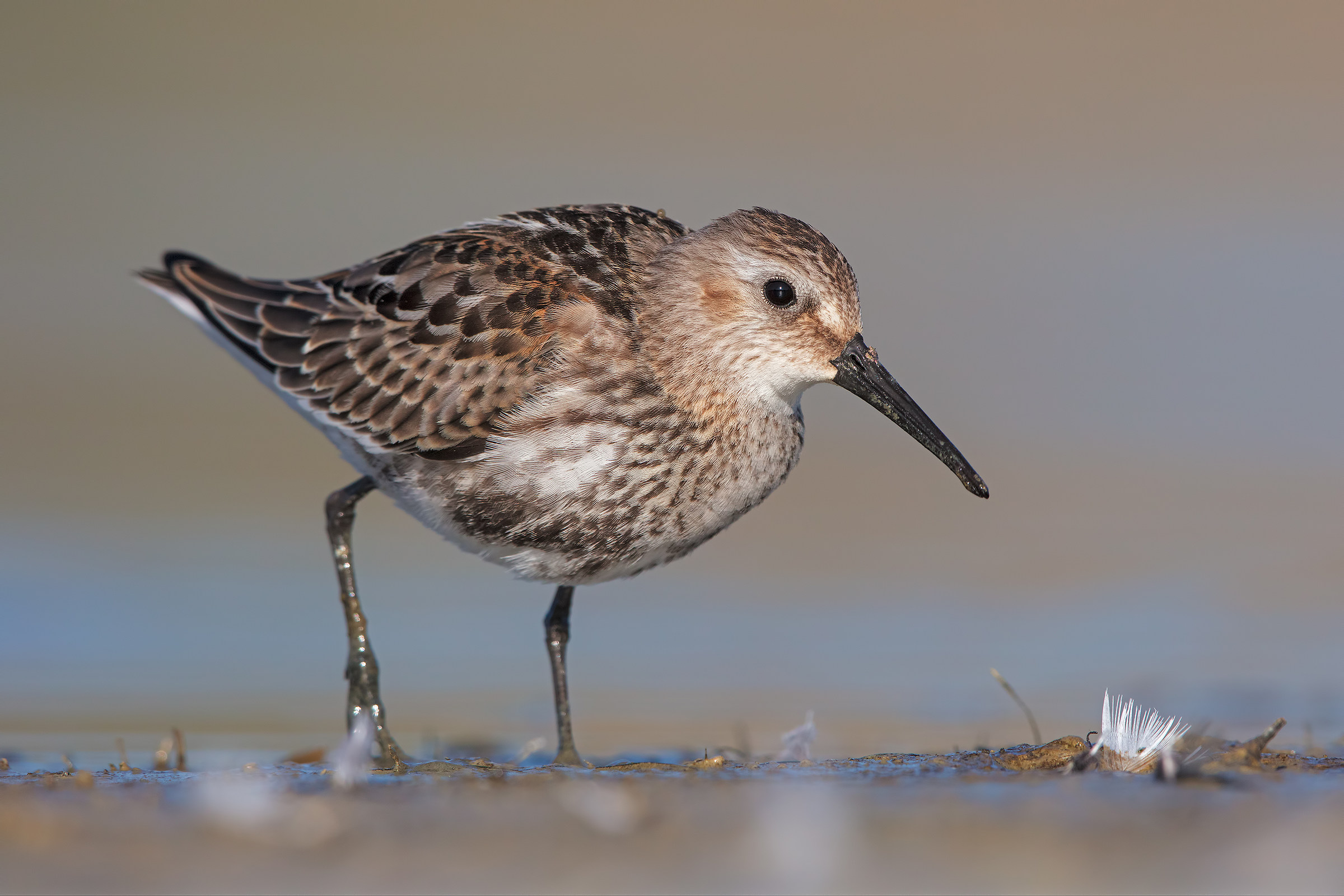 Piovanello pancianera