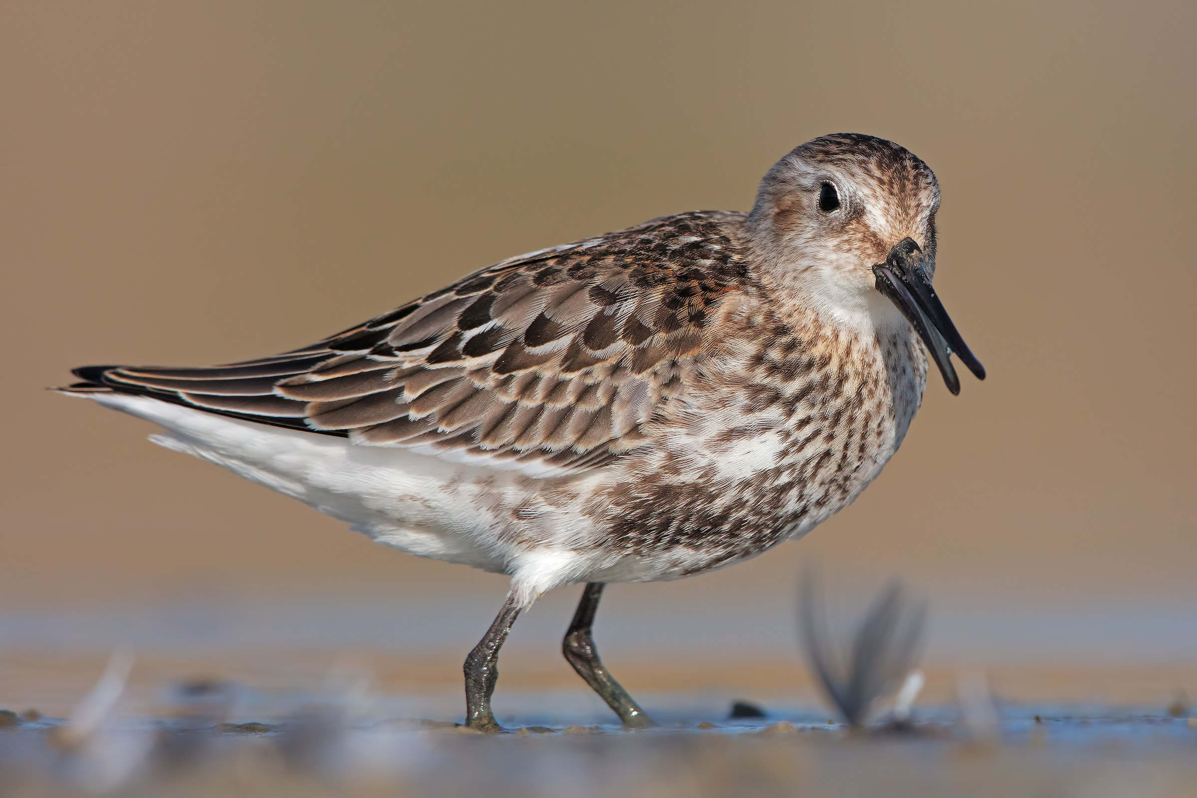 Piovanello pancianera