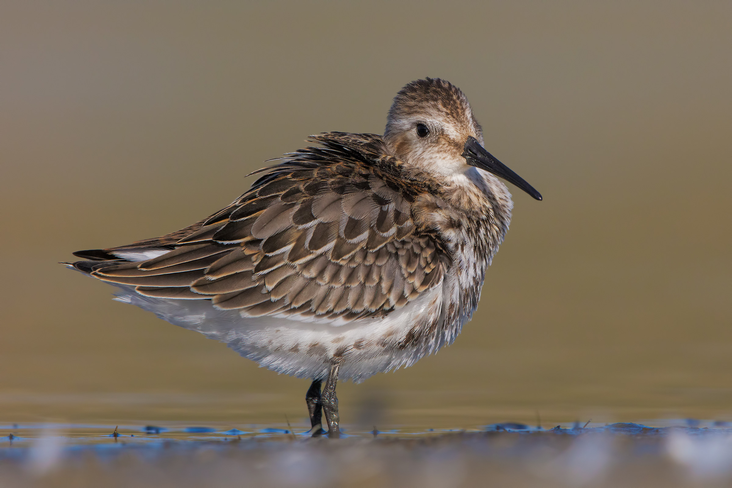 dunlin