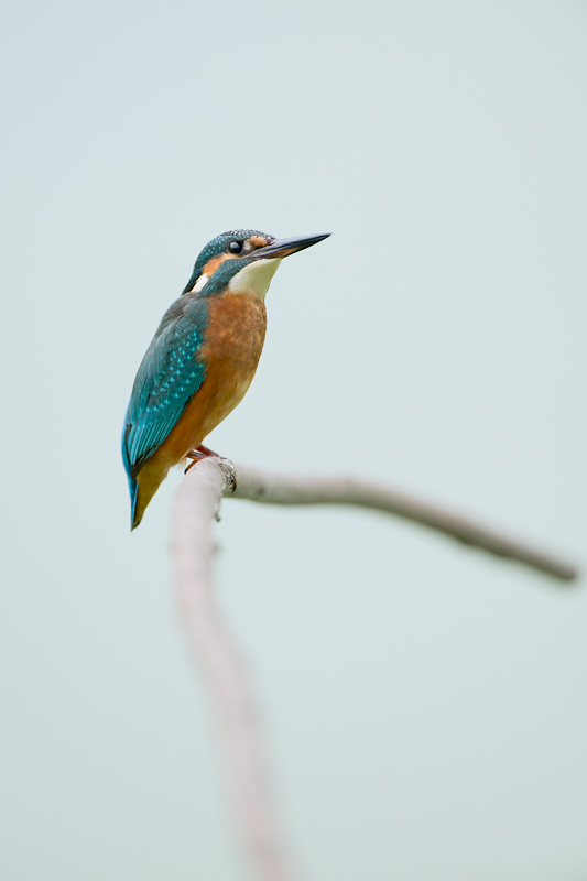 Kingfisher