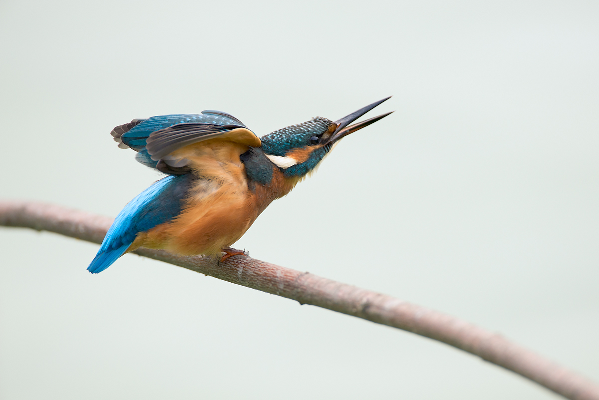 Kingfisher