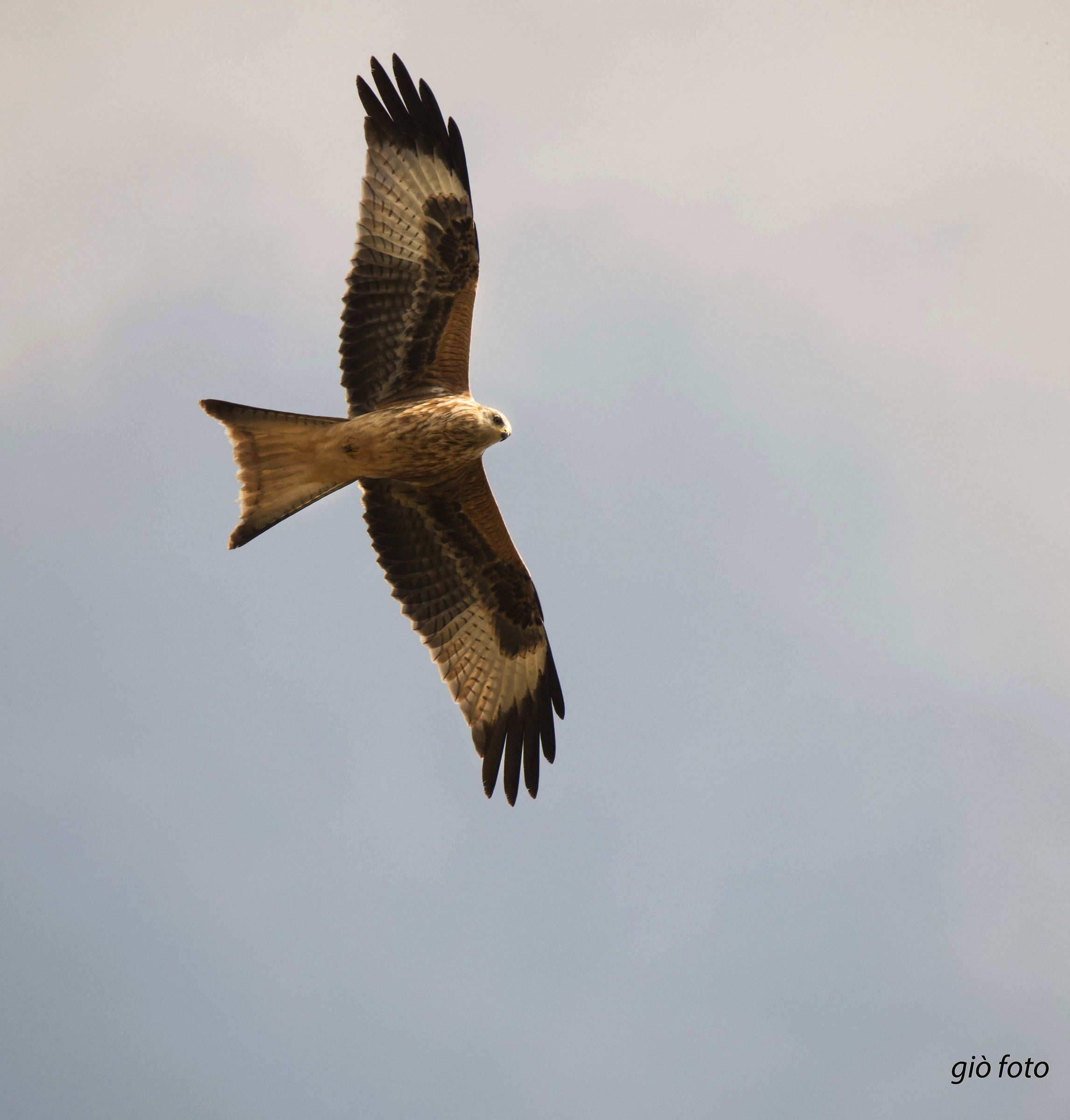 red kite with its beautiful colors