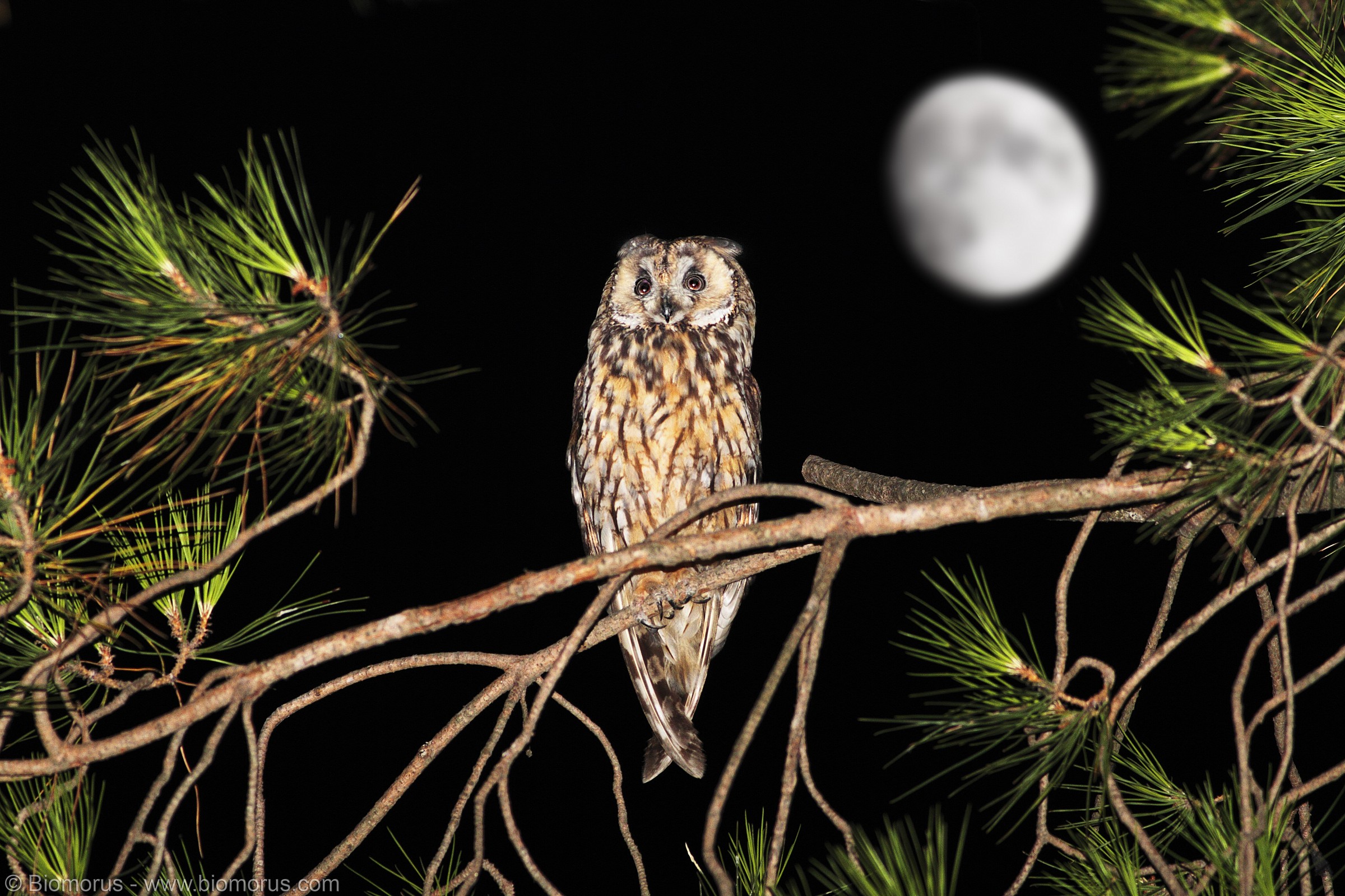 Predator (Asio otus)