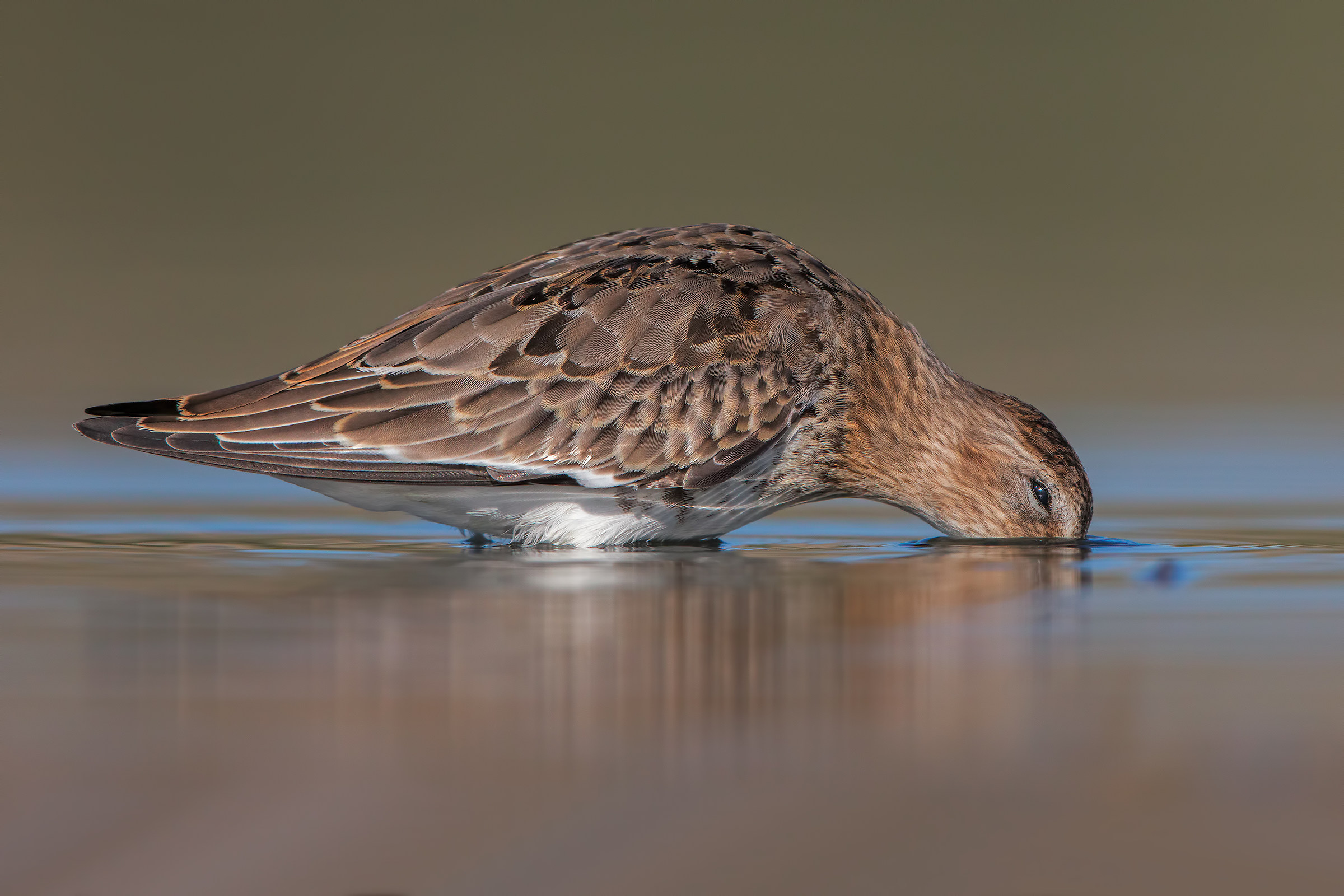 dunlin