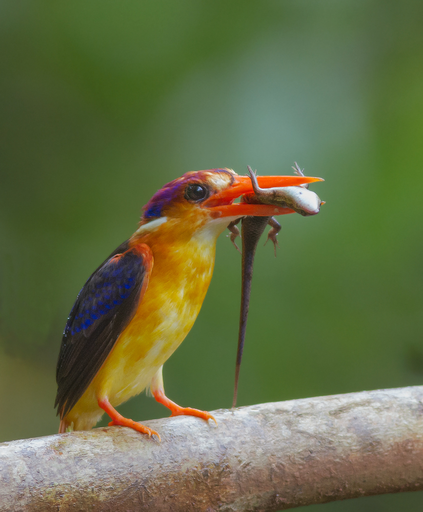 Oriental Dwarf Kingfisher#1