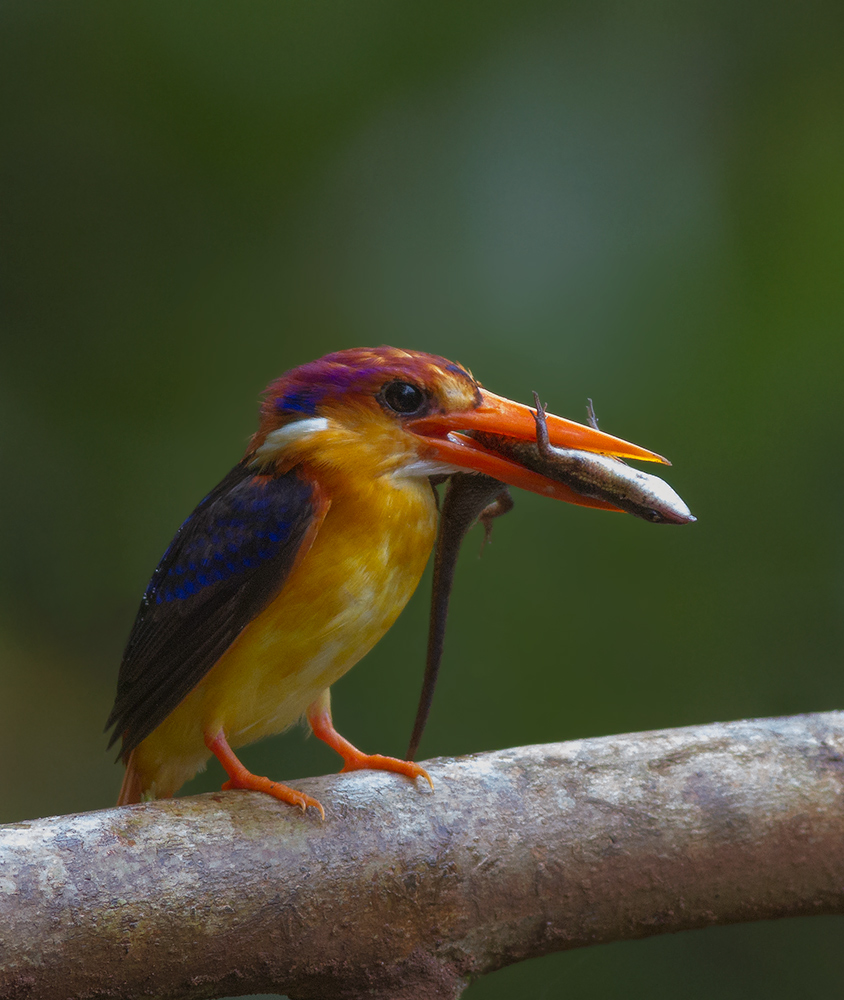 Oriental Dwarf Kingfisher#3