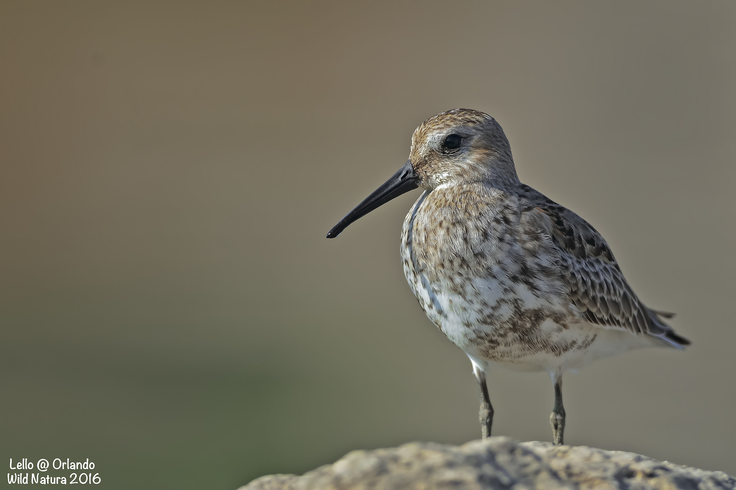 Sandpiper Black Belly!