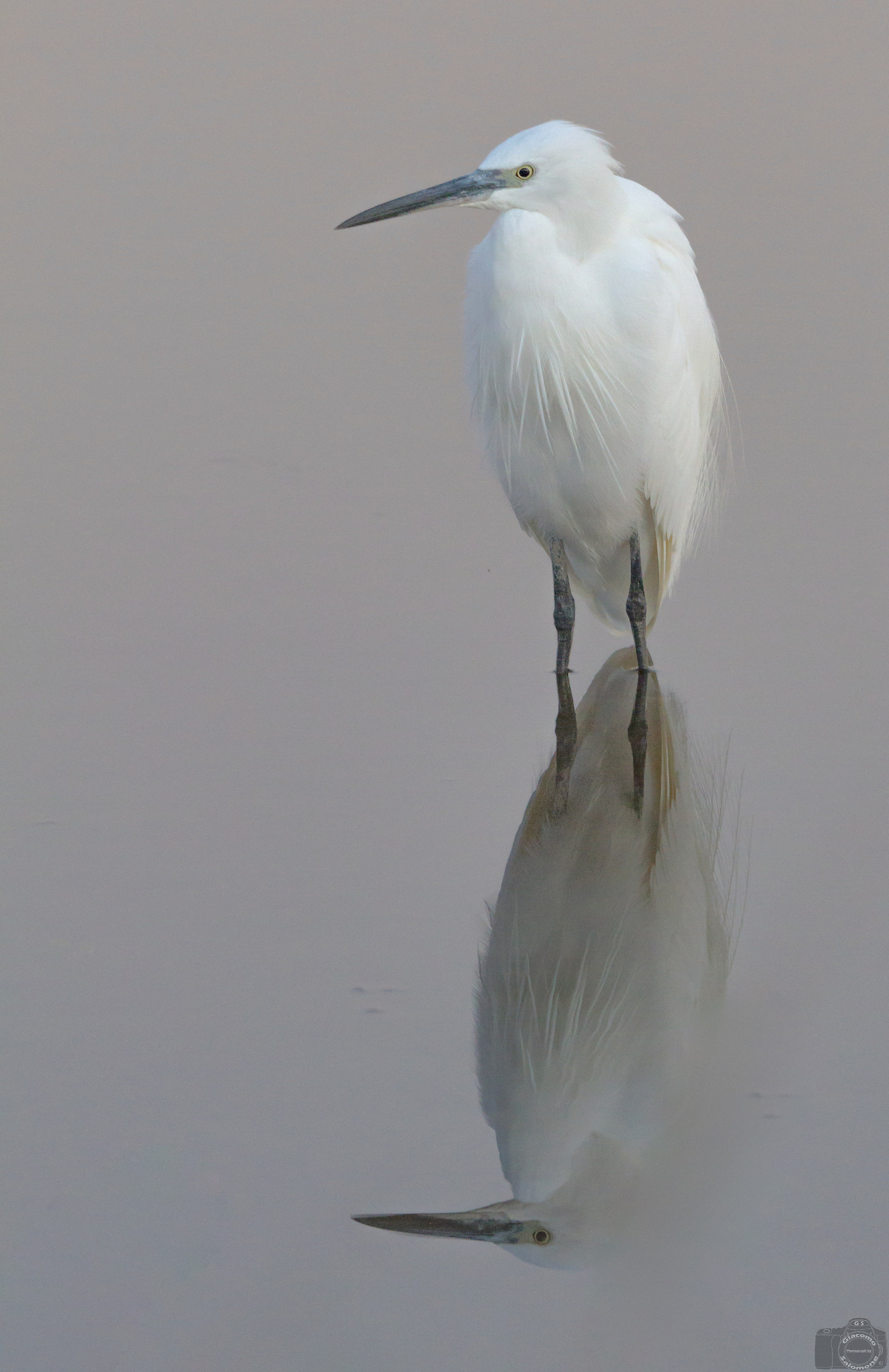 egret reflected