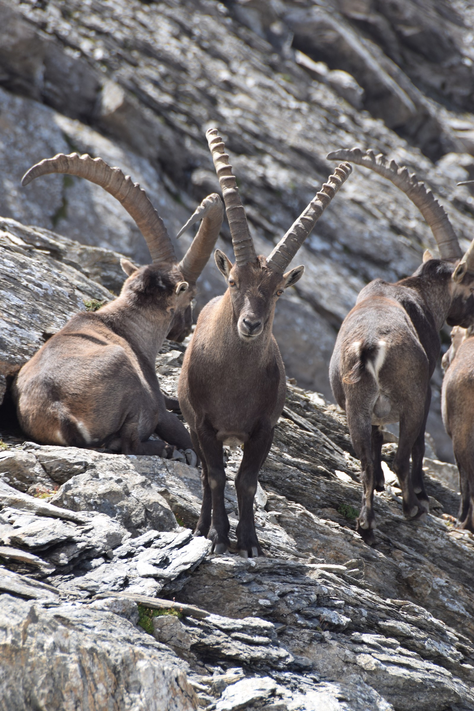 Stambecchi al Colle del Beth Parco Naturale Val troncea