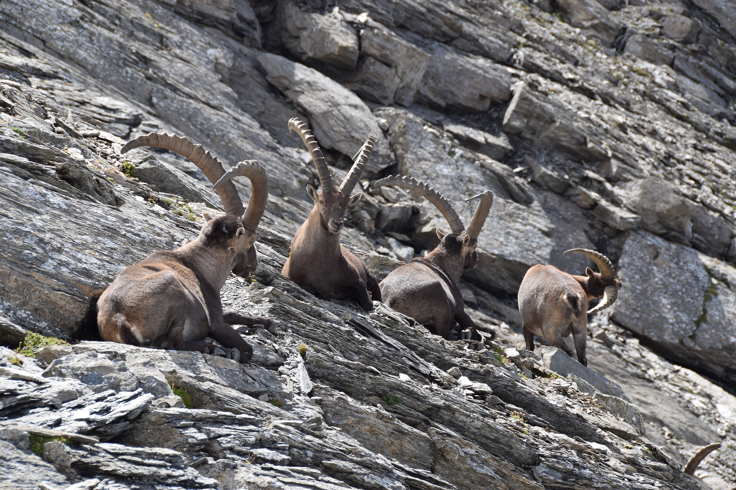 Stambecchi al Colle del Beth Parco Naturale Val troncea