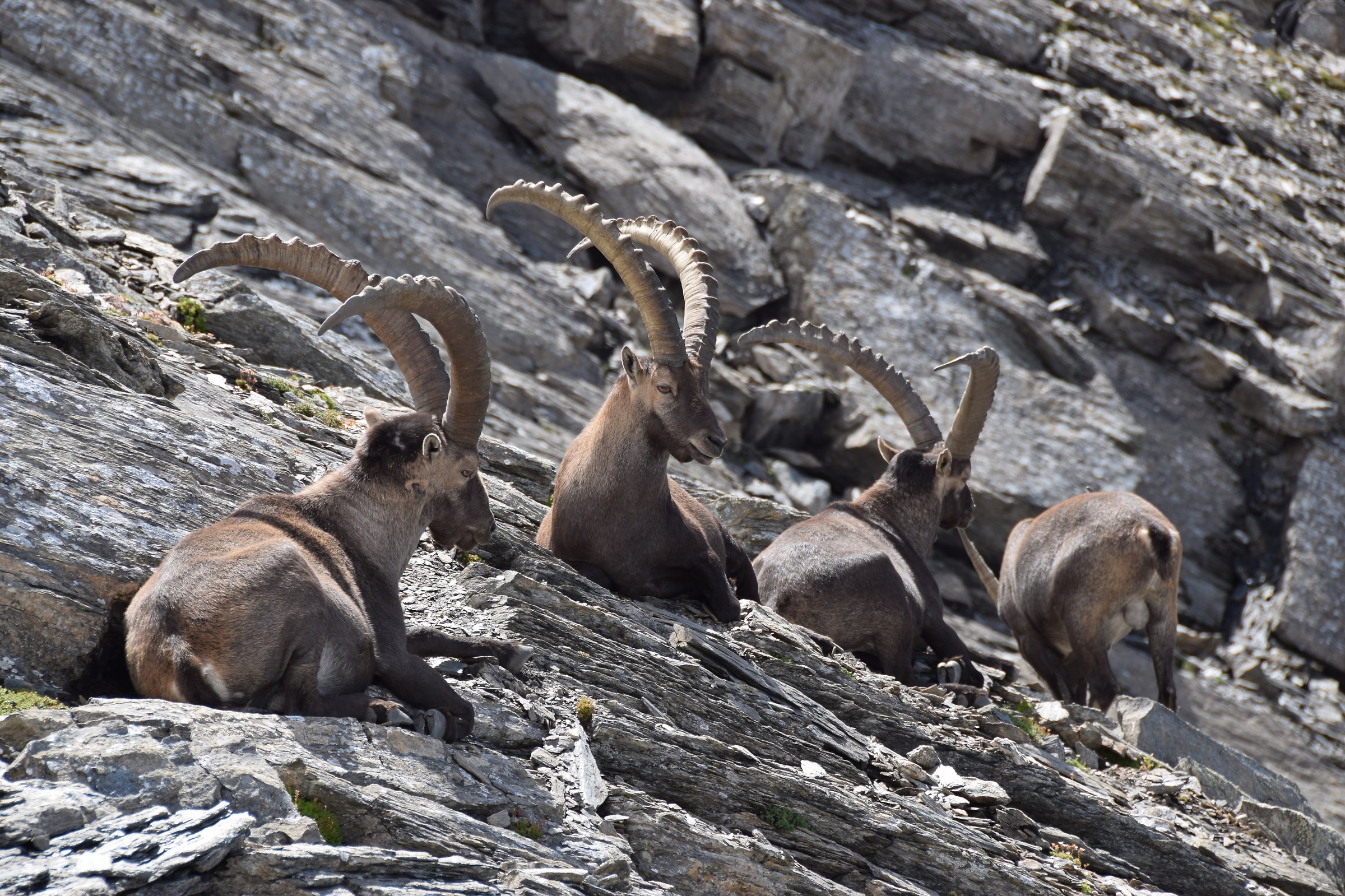 Stambecchi al Colle del Beth Parco Naturale Val troncea