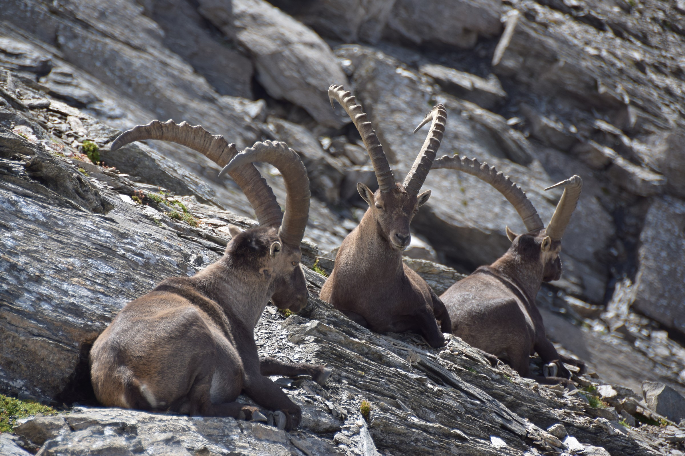 Stambecchi al Colle del Beth Parco Naturale Val troncea