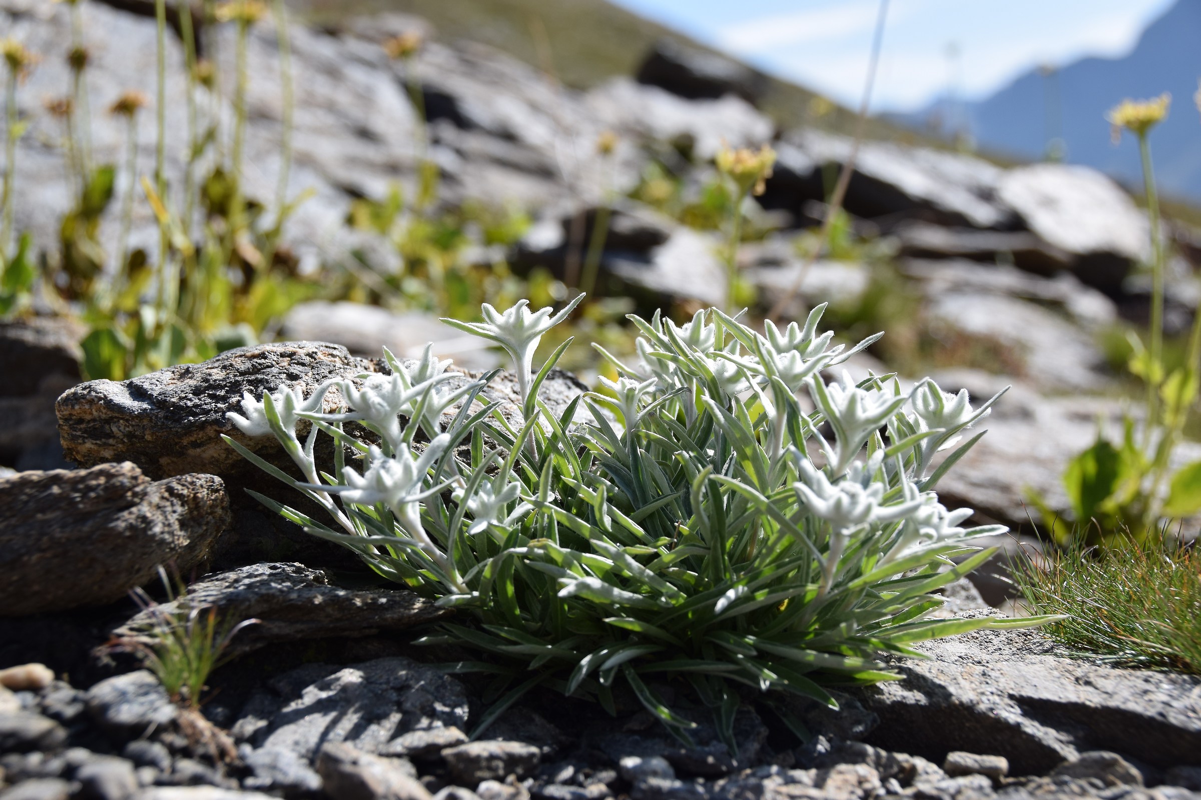 Stelle Alpine Colle del Beth Parco Naturale Val troncea