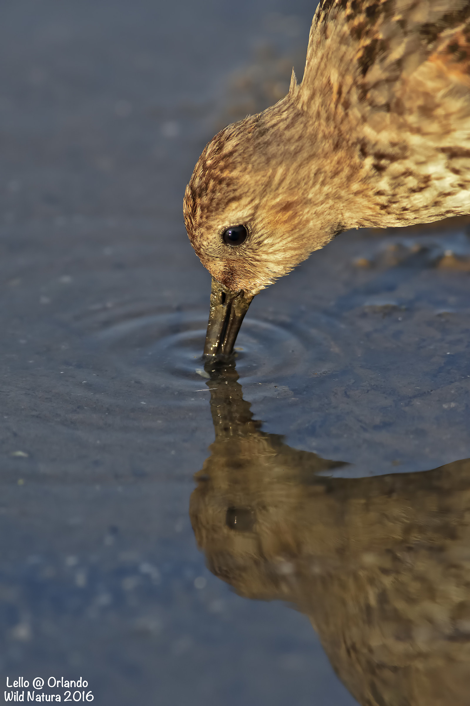 Sandpiper Black Belly! Reflection