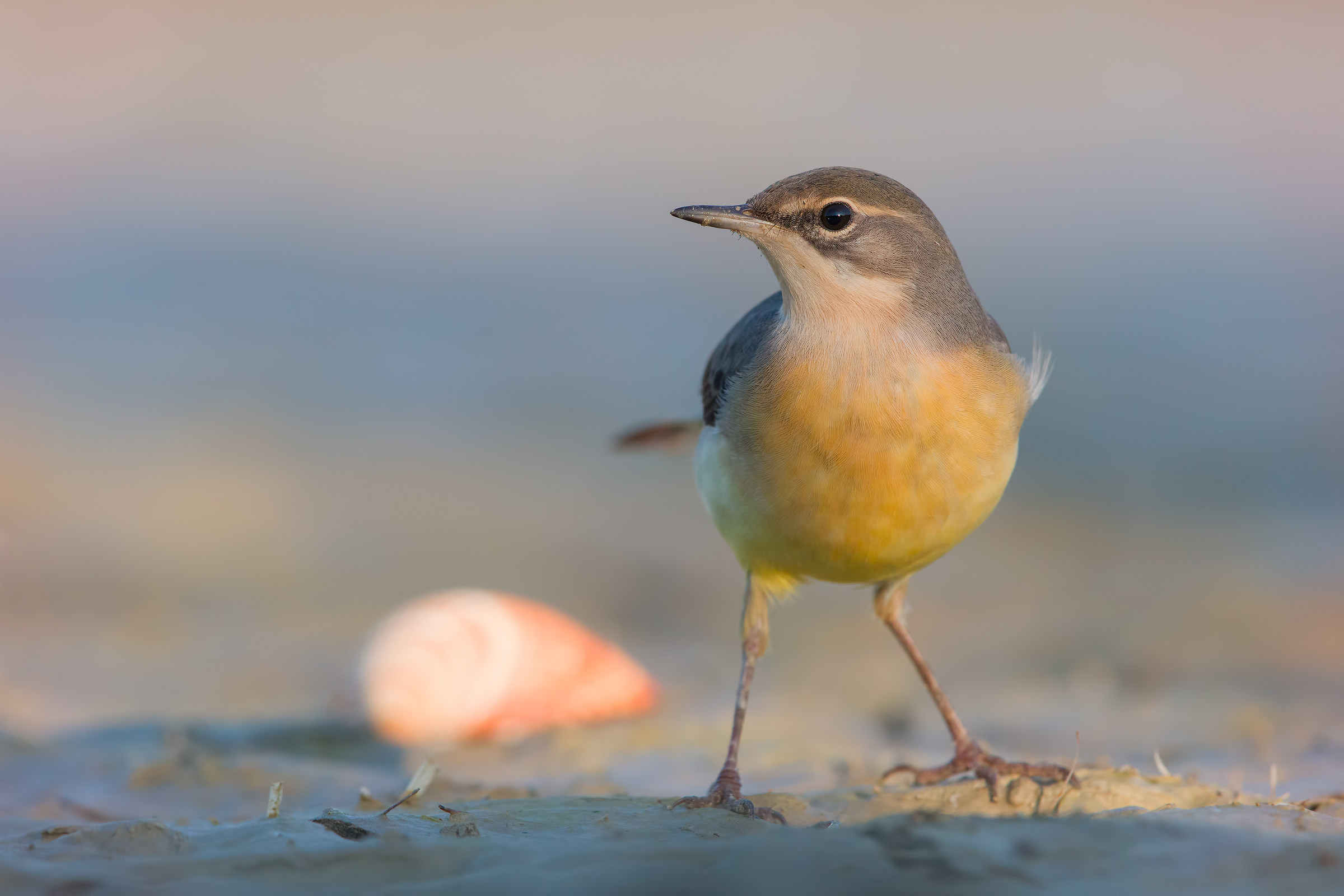 yellow wagtail