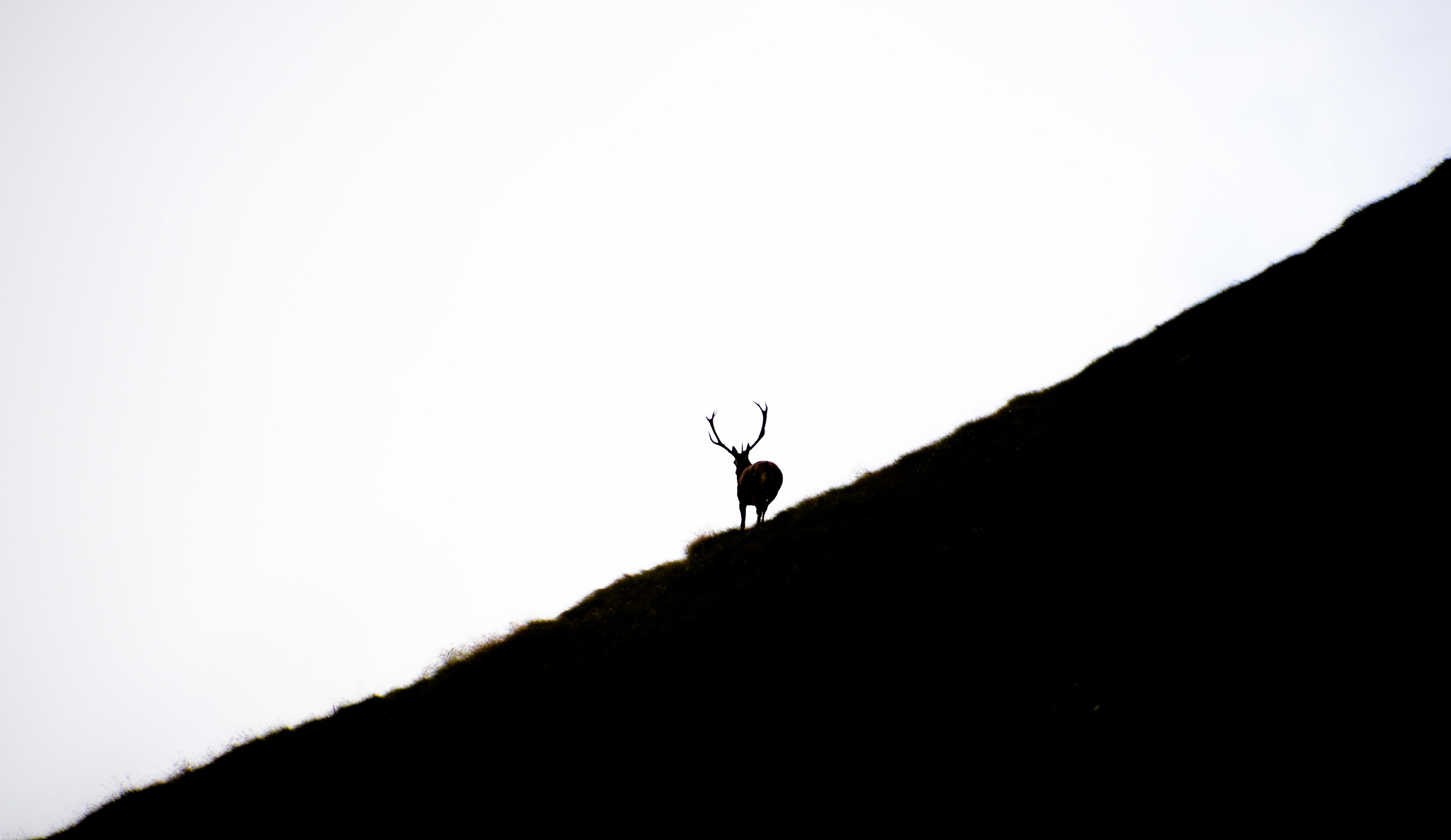 The King of the Mountain