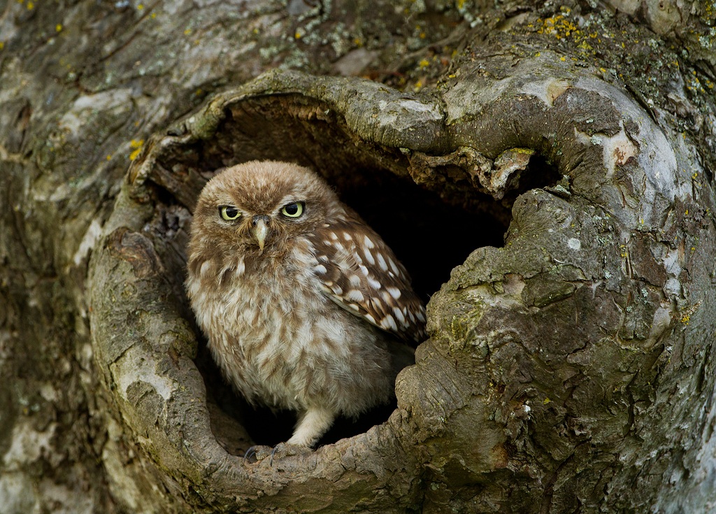 Little Owl