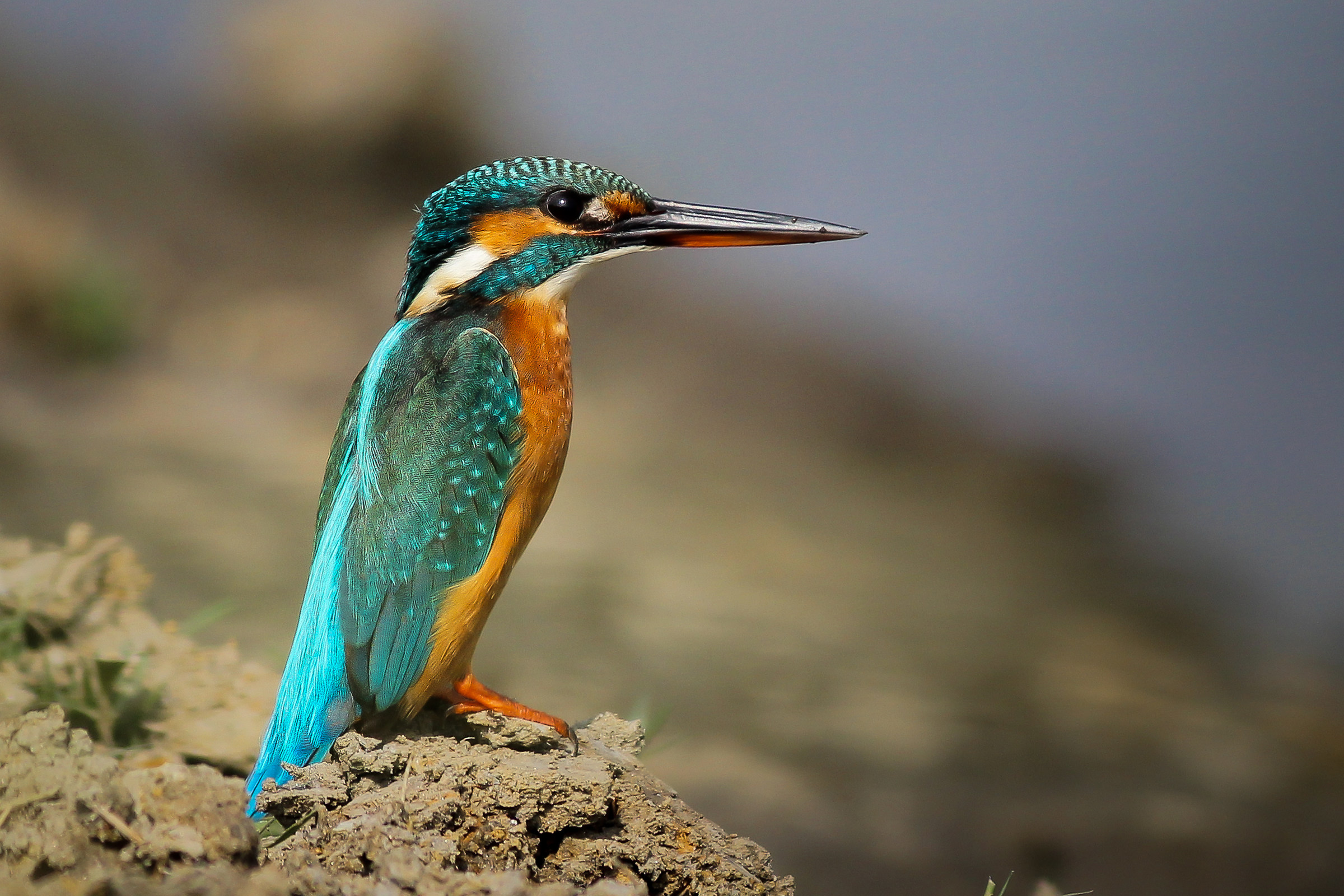 Martin pescatore comune