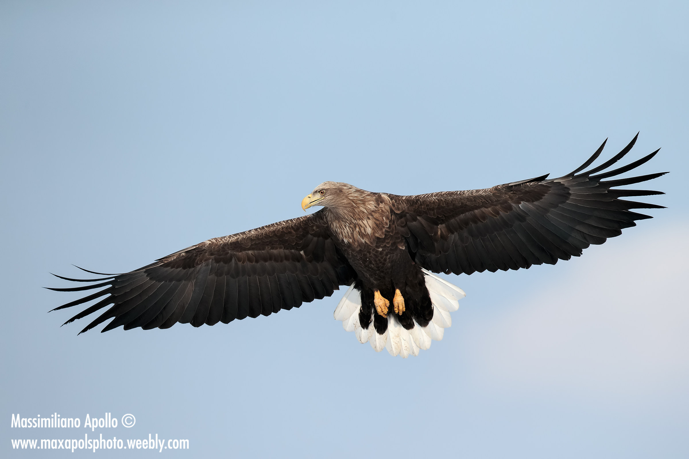 aquila di mare codabianca...
