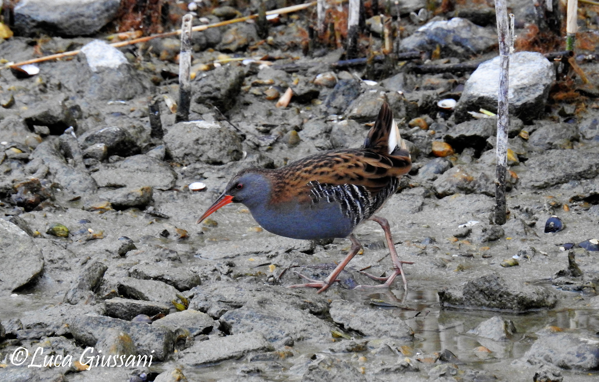 Water Rail