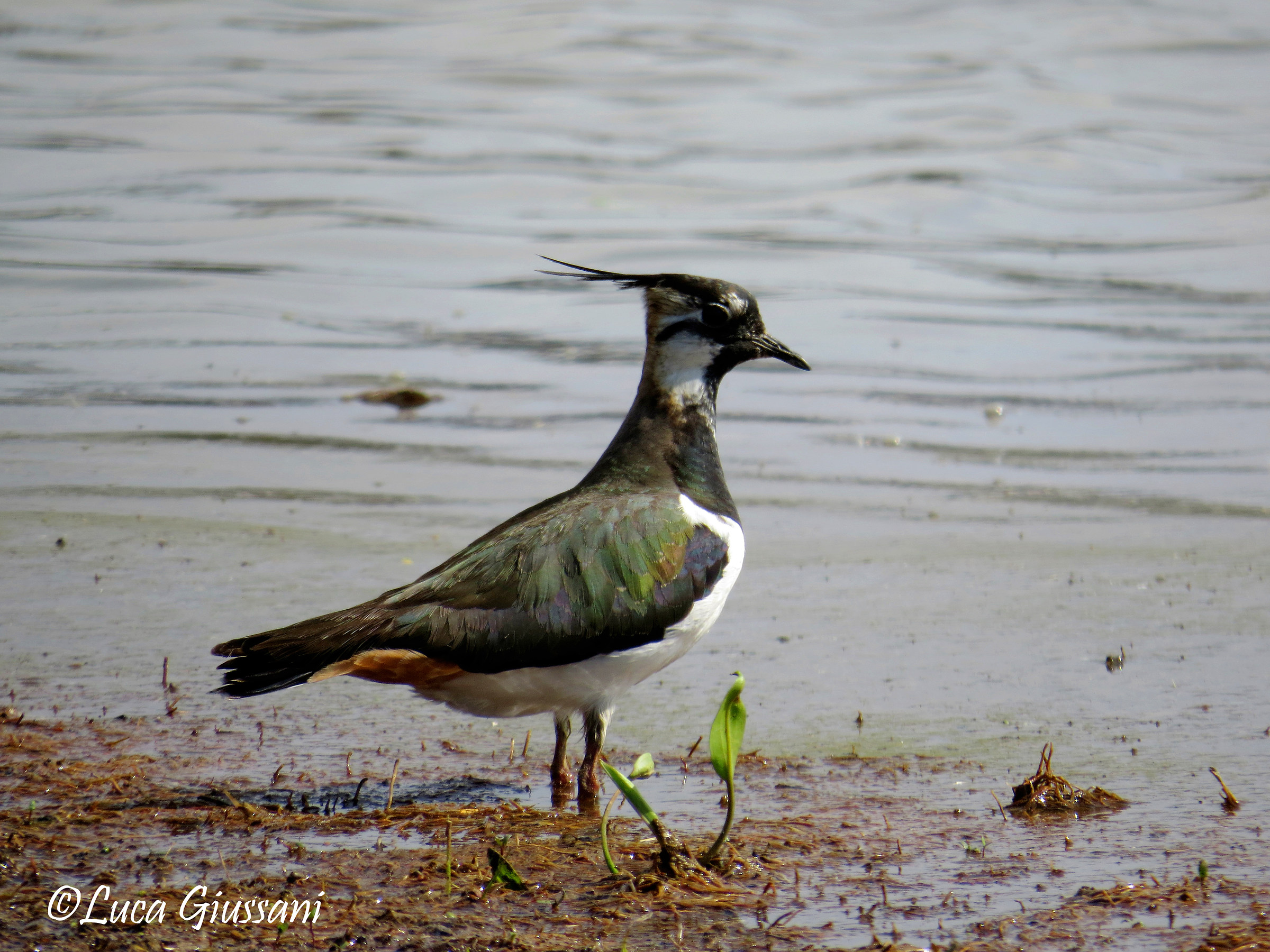 Lapwing