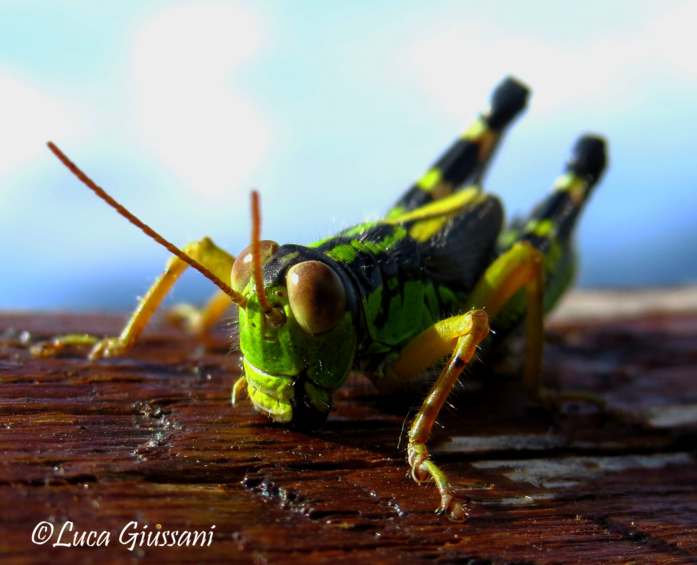 Nadigella formosanta
