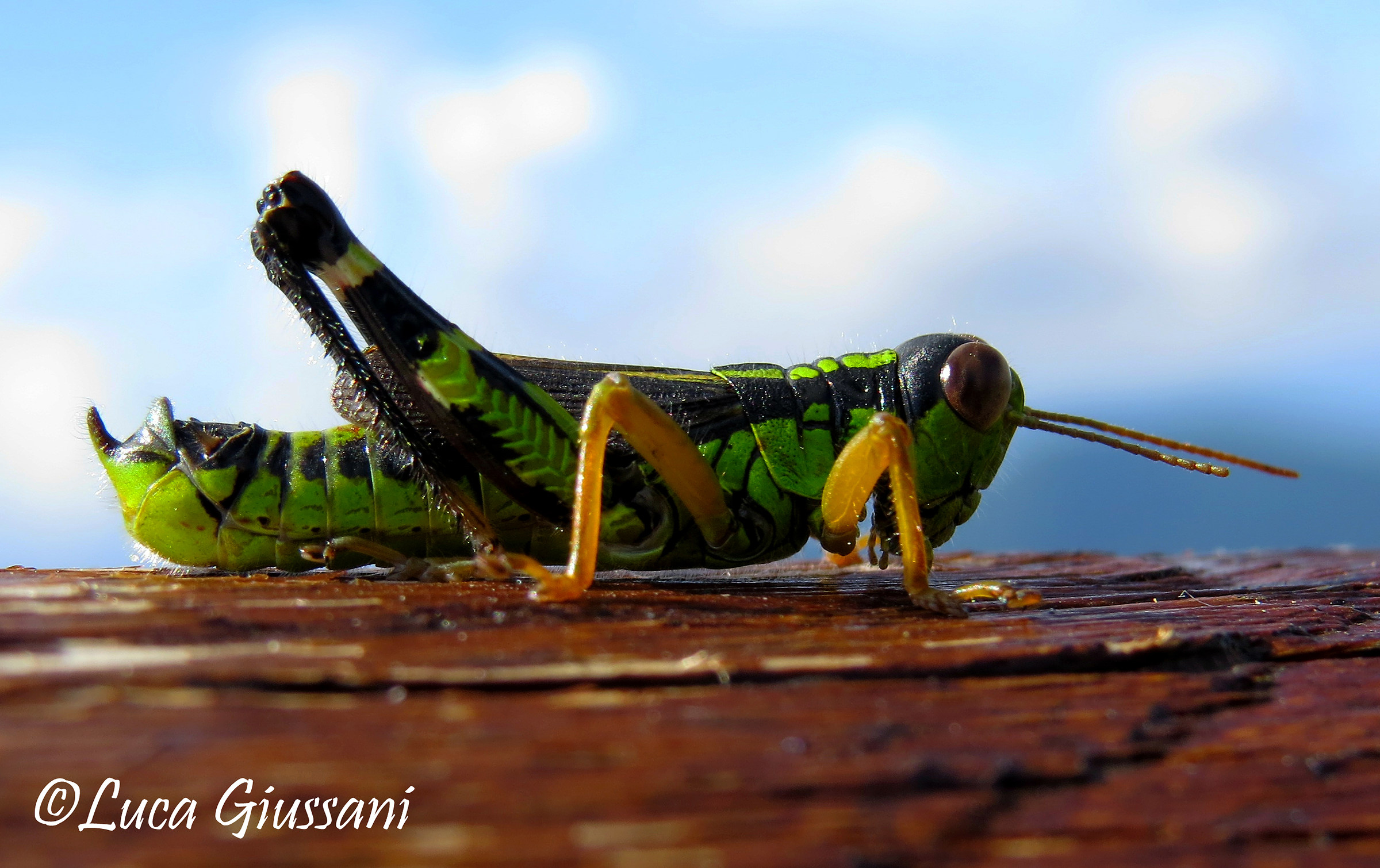 Nadigella formosanta