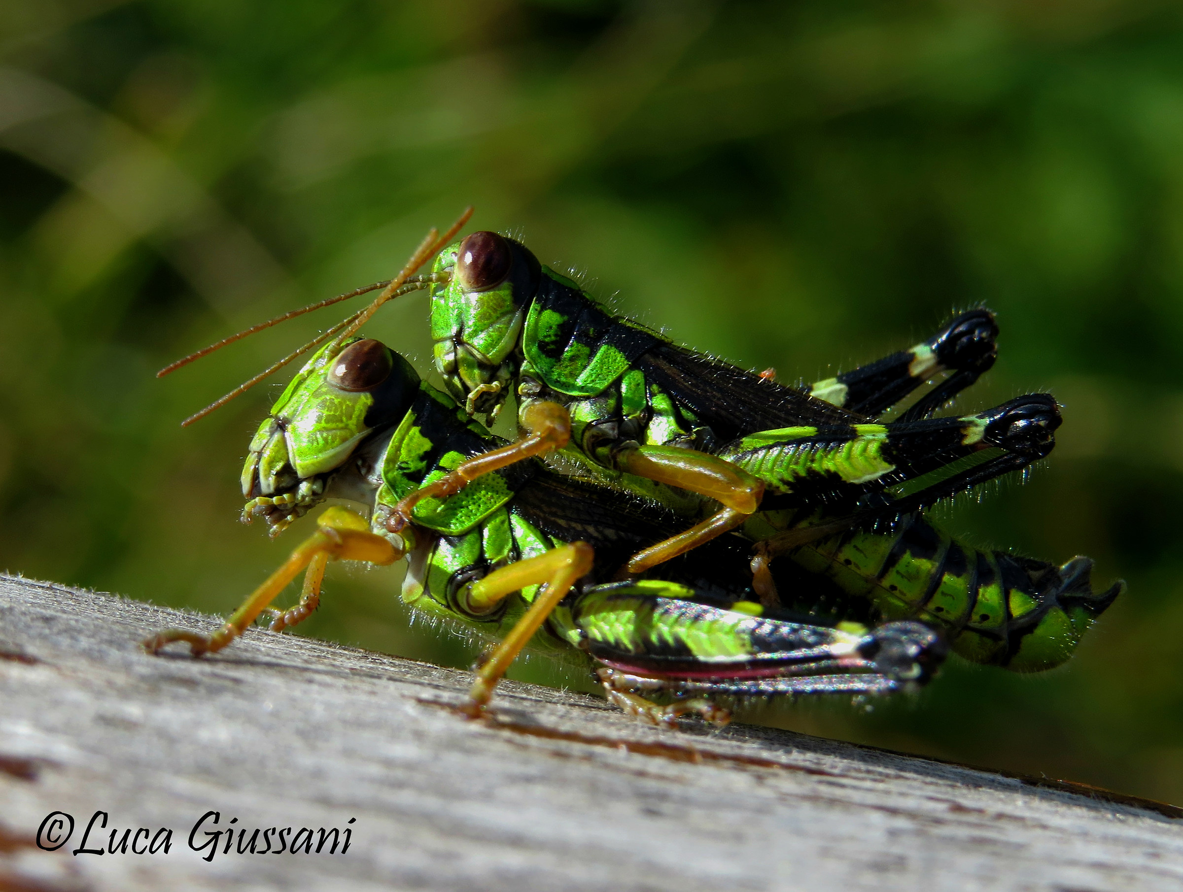Nadigella formosanta