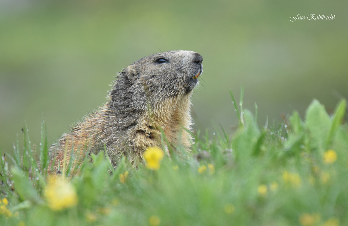 Marmotta...dopo la pioggia...