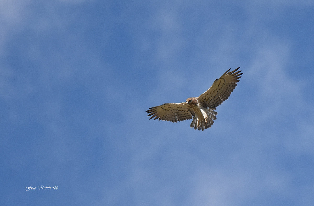 Lo spirito" Bianco "...